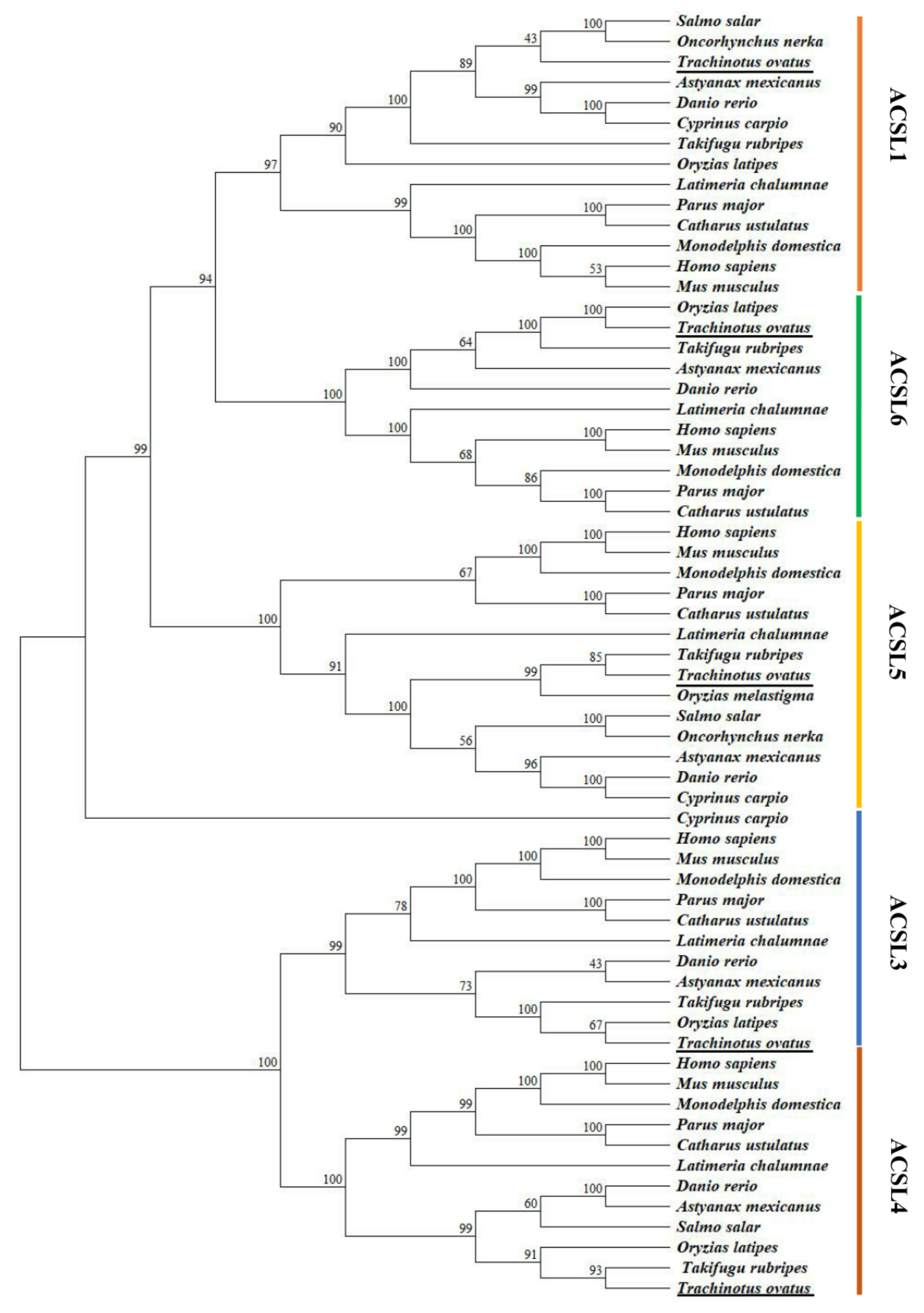 IJMS | Free Full-Text | Molecular Characterization, Tissue Distribution  Profile, and Nutritional Regulation of acsl Gene Family in Golden Pompano  (Trachinotus ovatus)