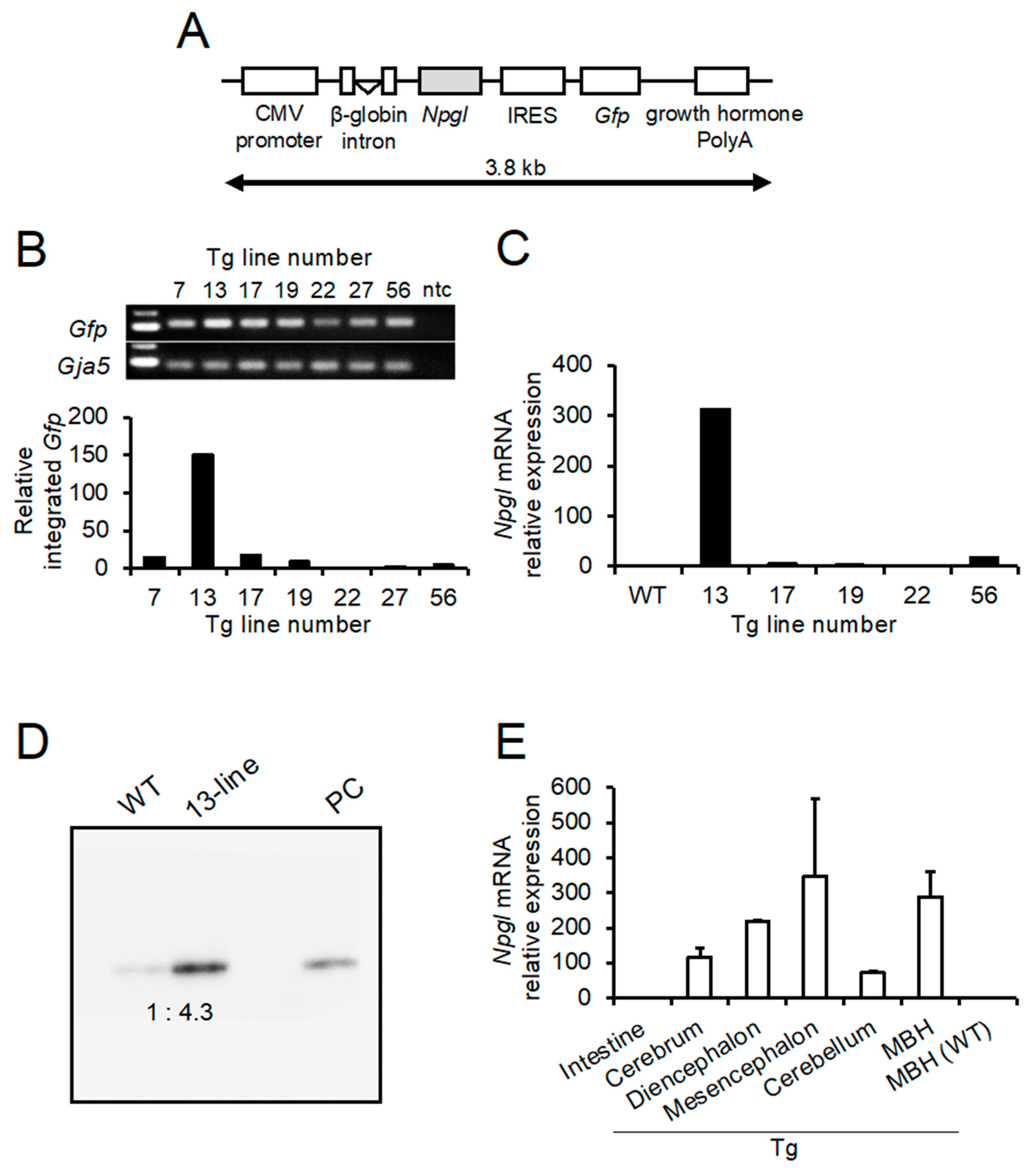 Transgenic Mice Expressing Green Fluorescent Protein under the Control of  the Melanocortin-4 Receptor Promoter