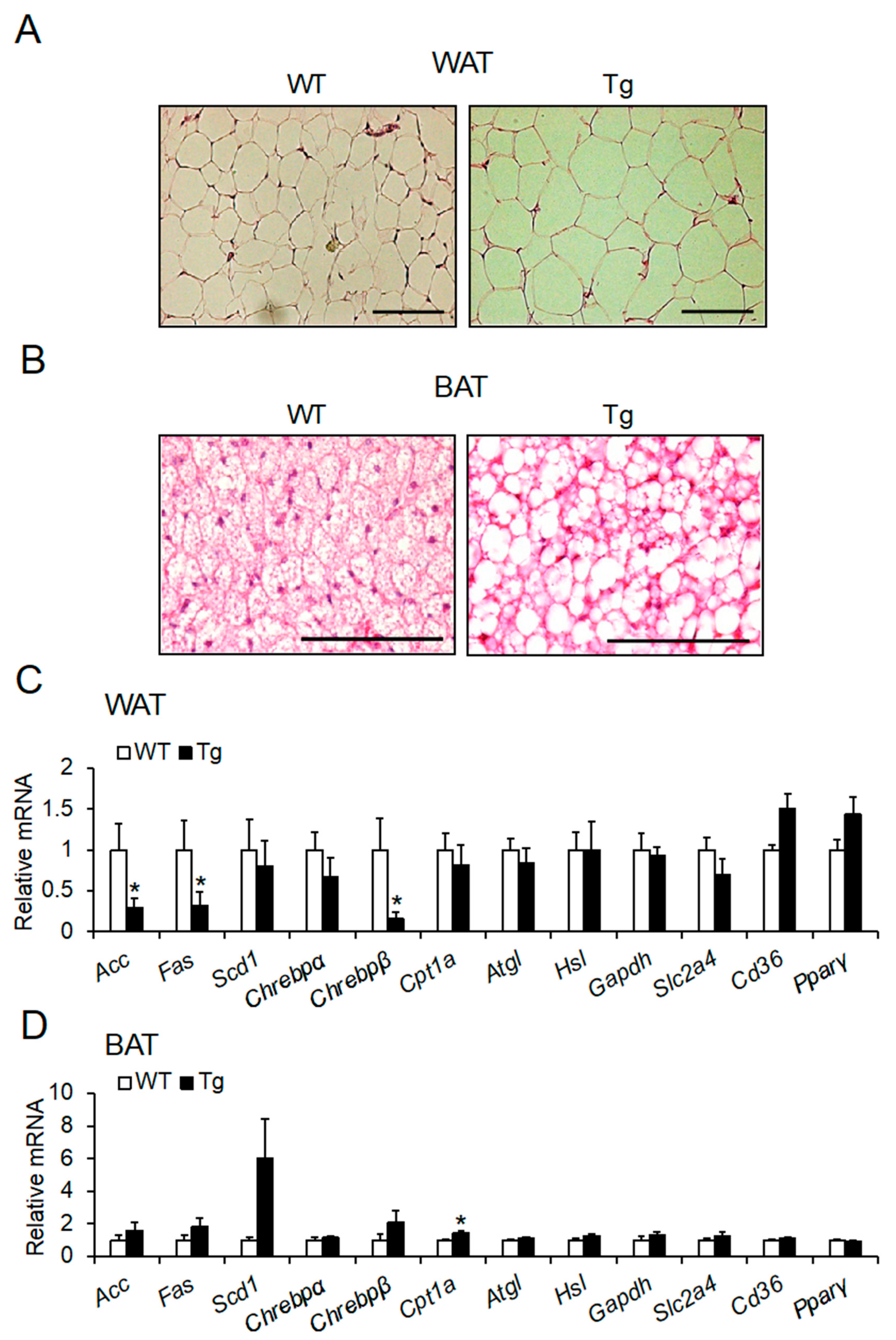 Ijms 23 06488 g004 Ijms 23 06488 g004