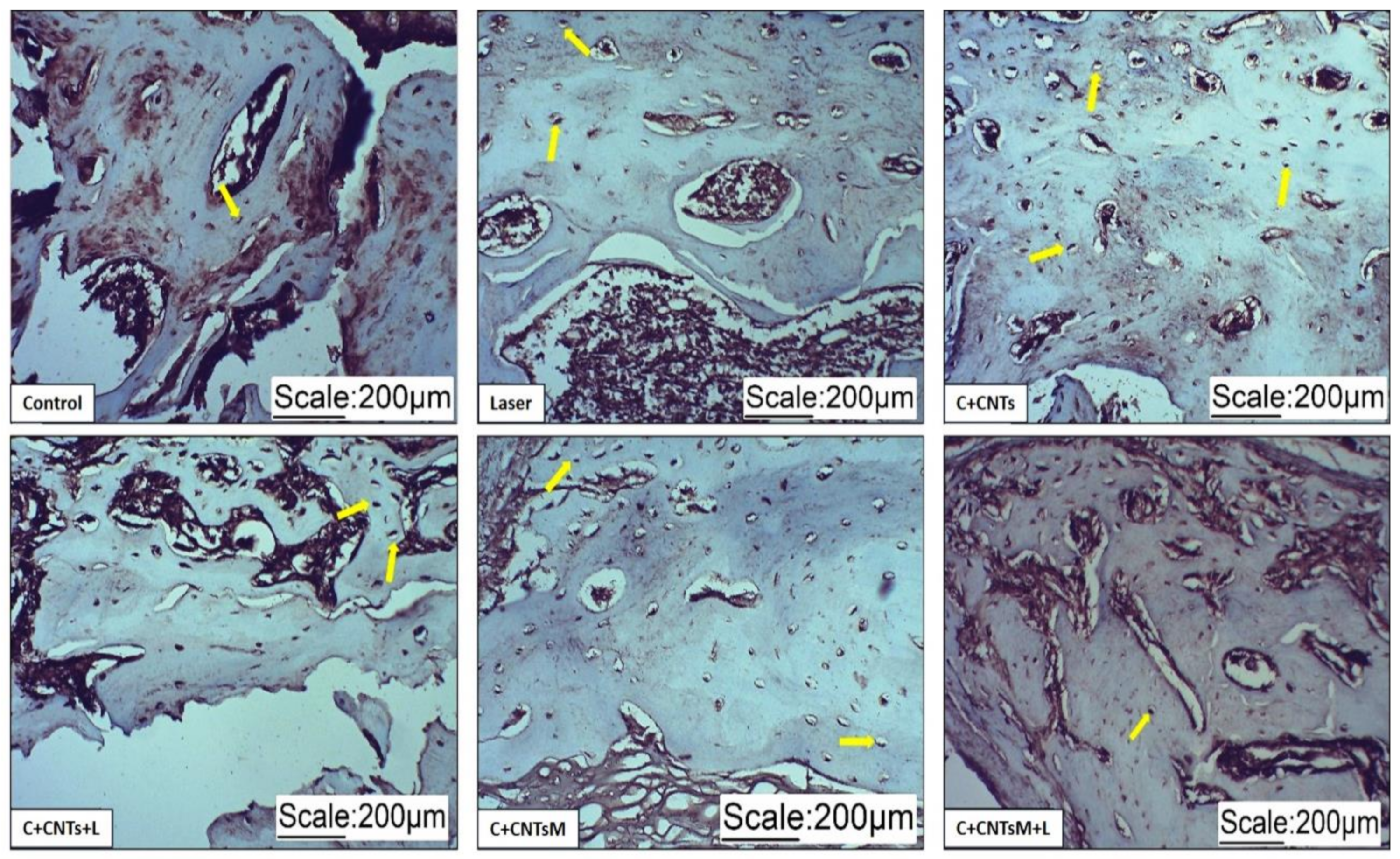 Ijms 23 06503 g009 Ijms 23 06503 g009