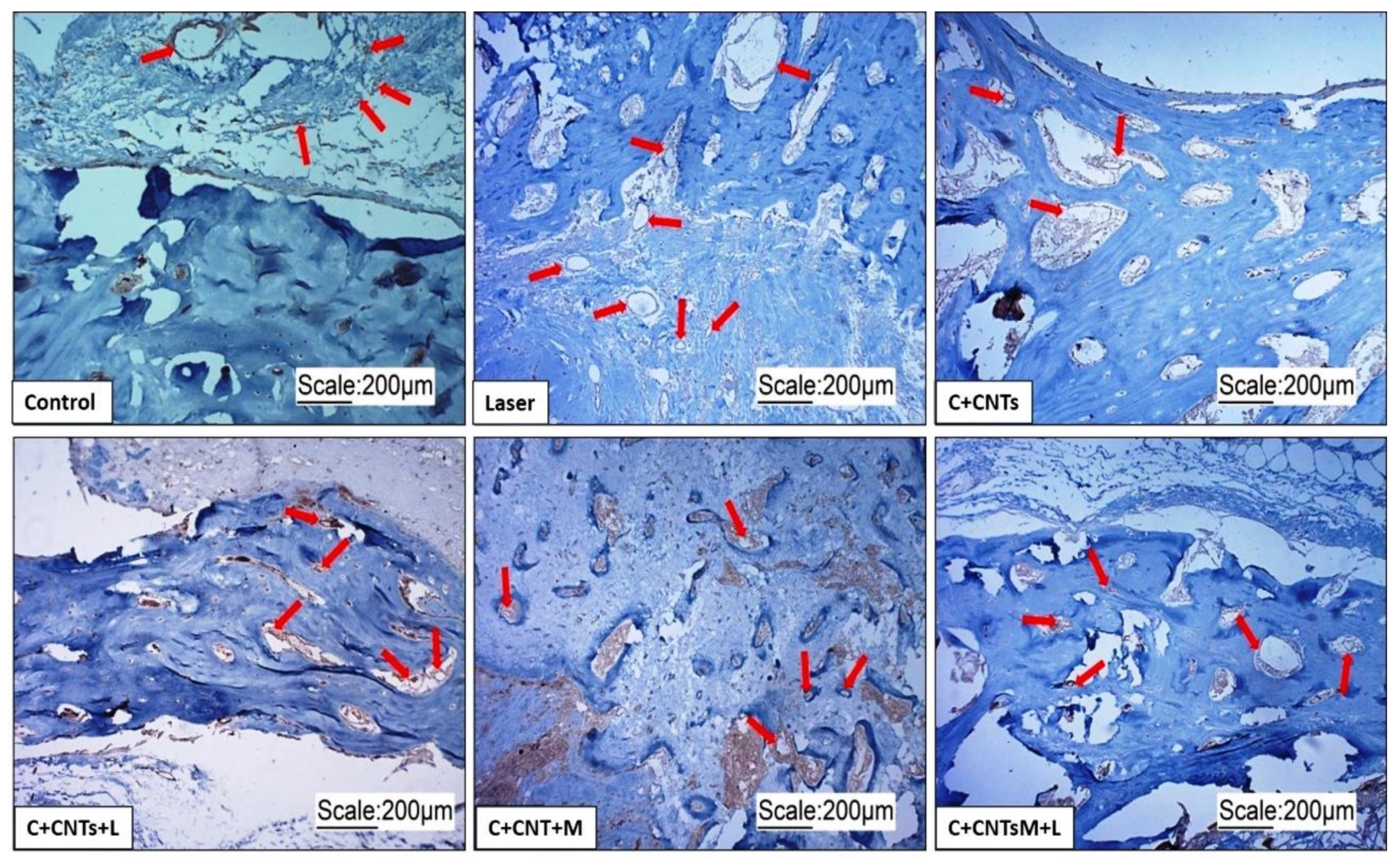 Ijms 23 06503 g011 Ijms 23 06503 g011