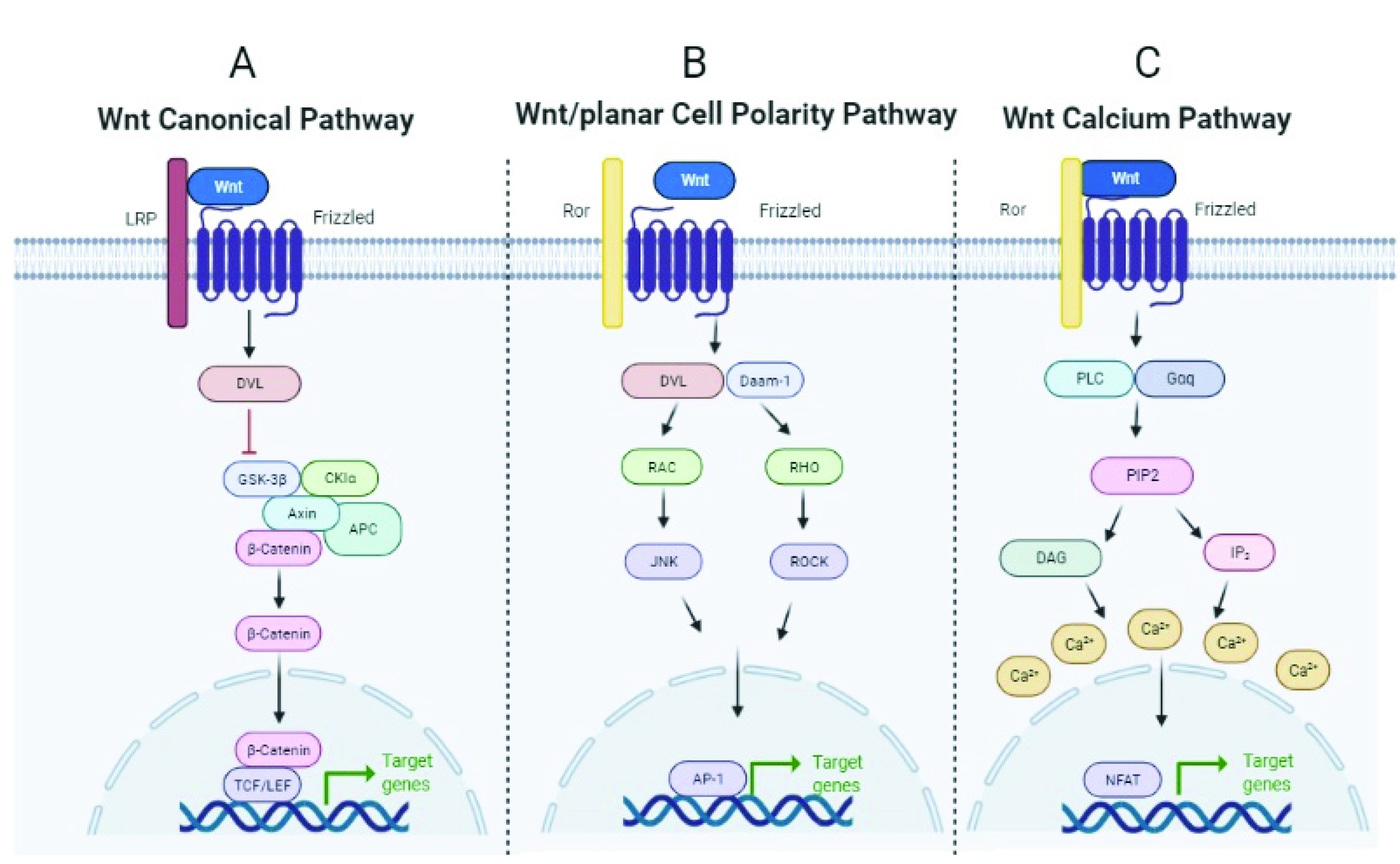 Ijms 23 06539 g003 Ijms 23 06539 g003