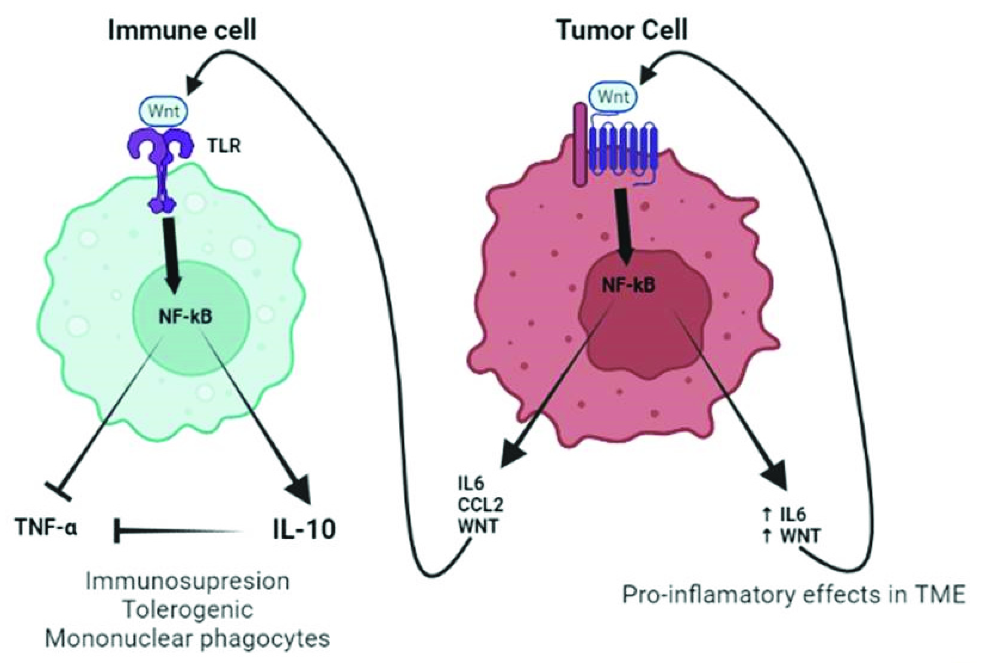 Ijms 23 06539 g004 Ijms 23 06539 g004