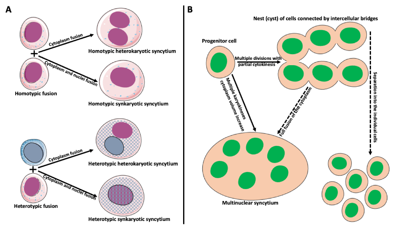 Ijms 23 06553 g002 Ijms 23 06553 g002