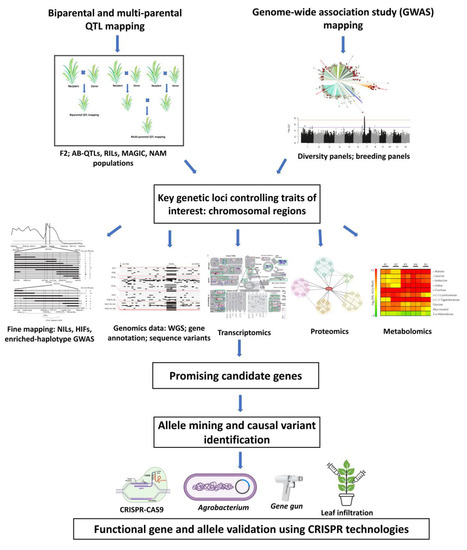 IJMS | Free Full-Text | Functional Allele Validation by Gene Editing to  Leverage the Wealth of Genetic Resources for Crop Improvement | HTML