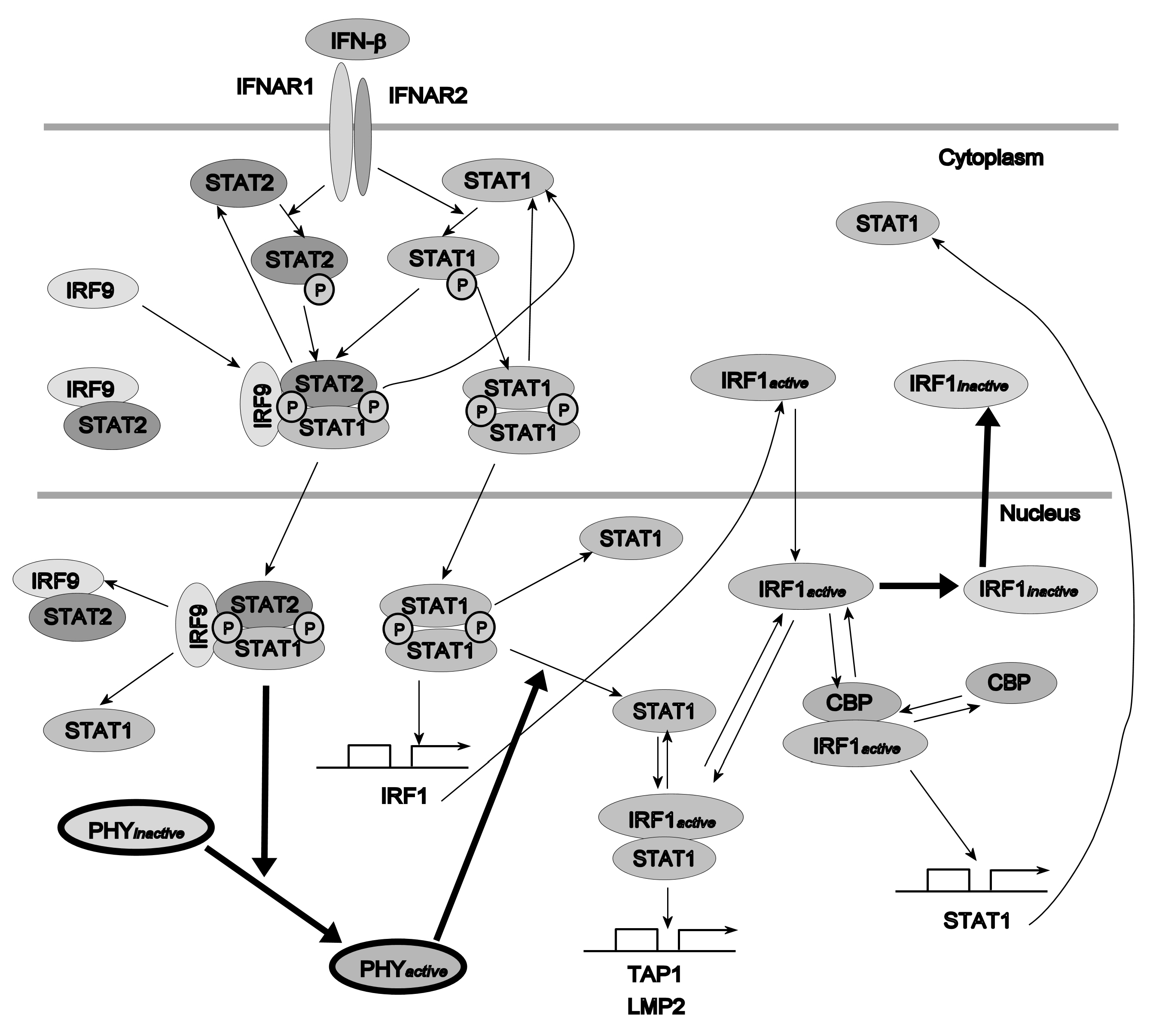 Ijms 23 06604 g007 Ijms 23 06604 g007