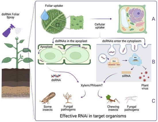 IJMS | Free Full-Text | RNAi as a Foliar Spray: Efficiency and ...