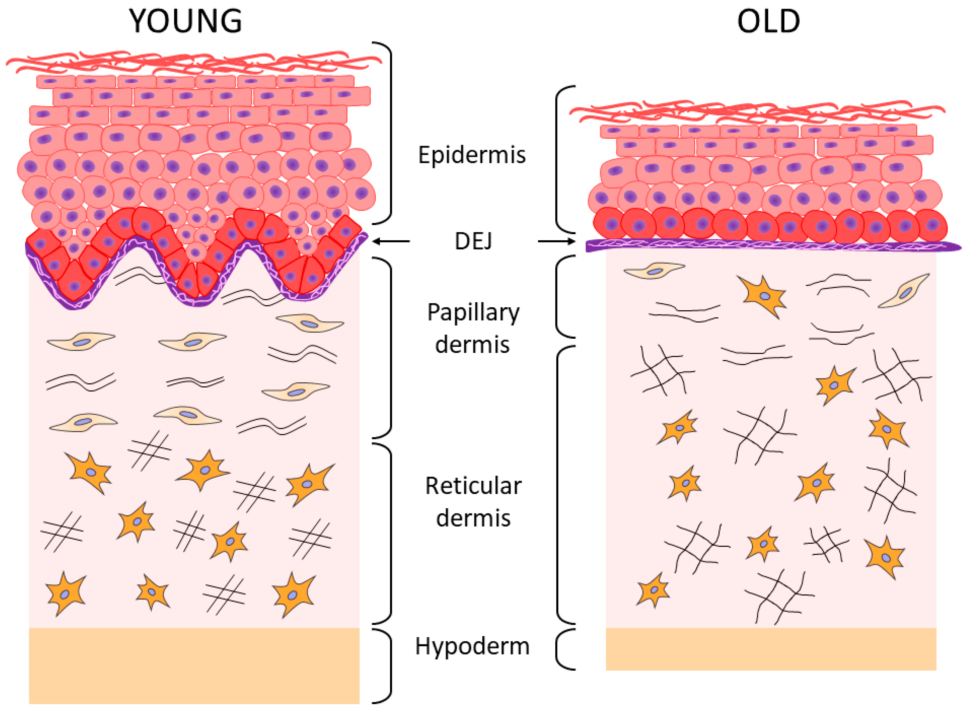 Layers Of The Dermis Papillary And Reticular