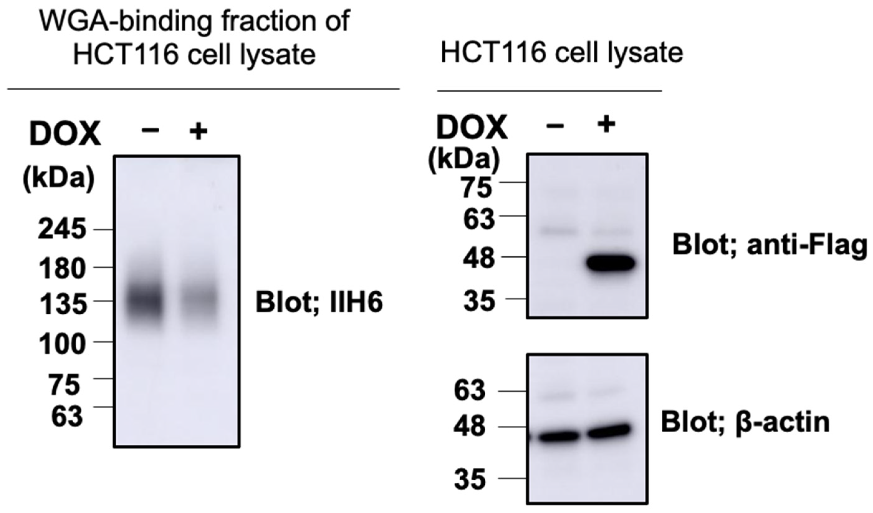 Ijms 23 06662 g006 Ijms 23 06662 g006