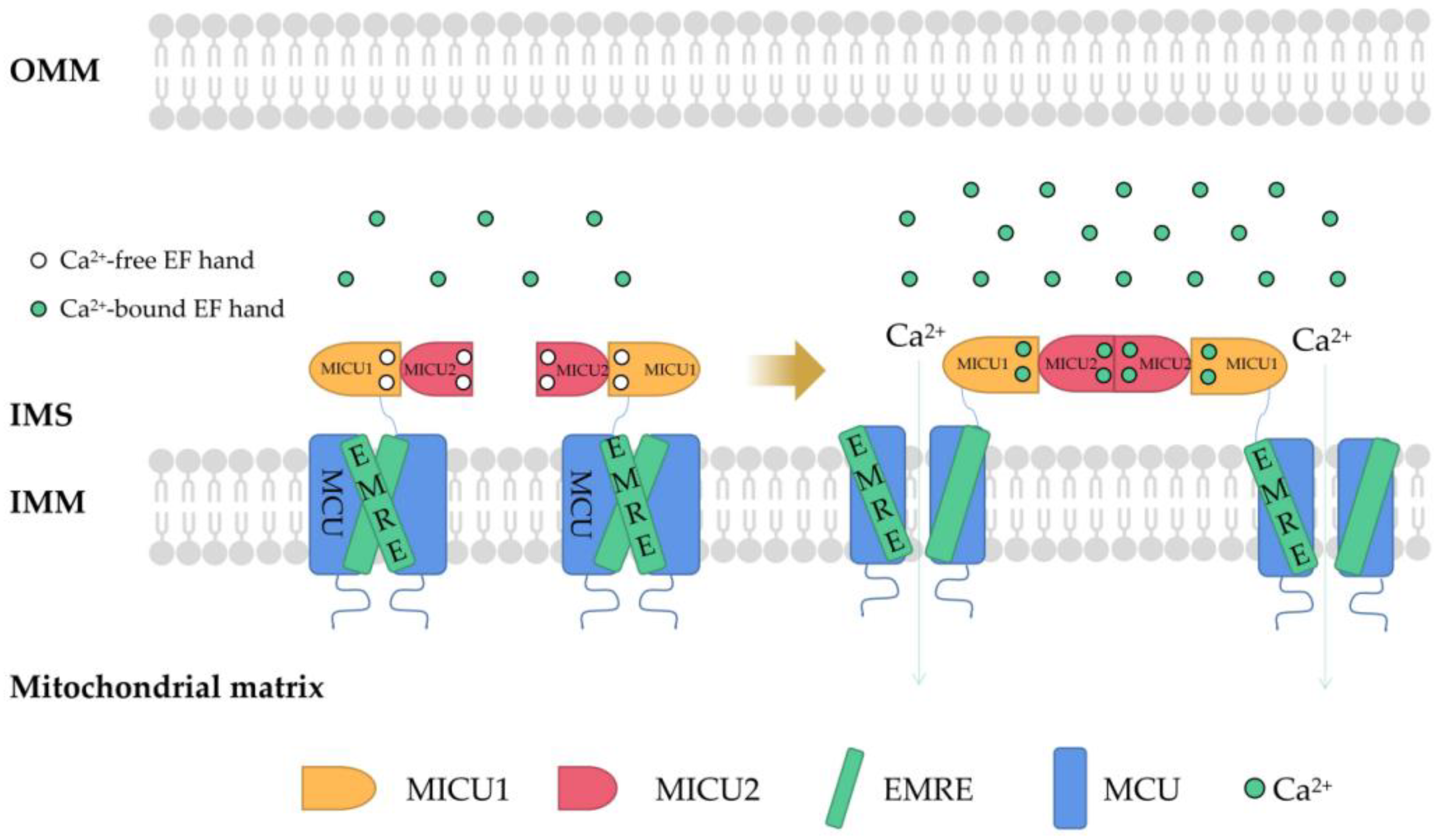 IJMS | Free Full-Text | The Regulatory Roles of Mitochondrial Calcium and  the Mitochondrial Calcium Uniporter in Tumor Cells