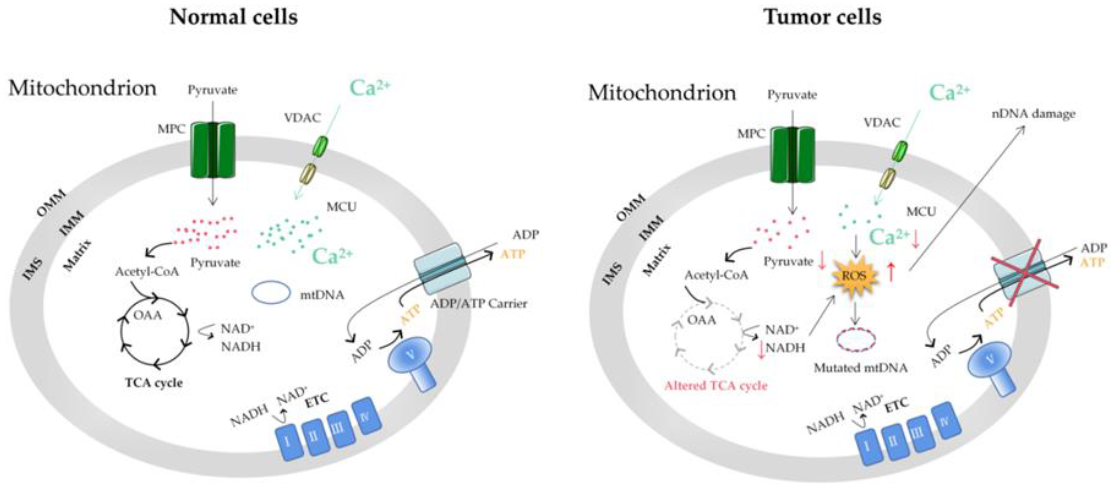 IJMS | Free Full-Text | The Regulatory Roles of Mitochondrial Calcium and  the Mitochondrial Calcium Uniporter in Tumor Cells | HTML