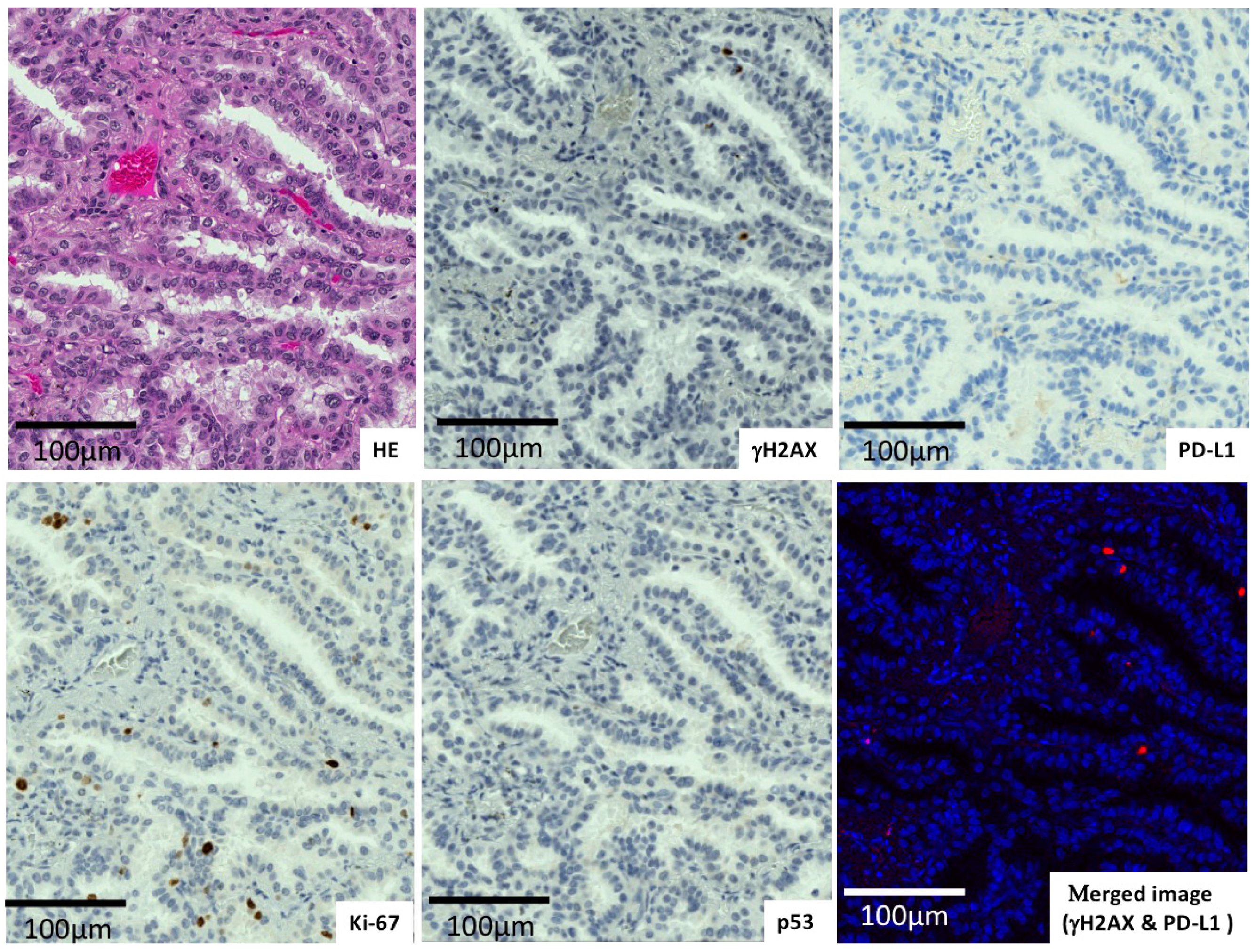 Ijms 23 06679 g001 Ijms 23 06679 g001