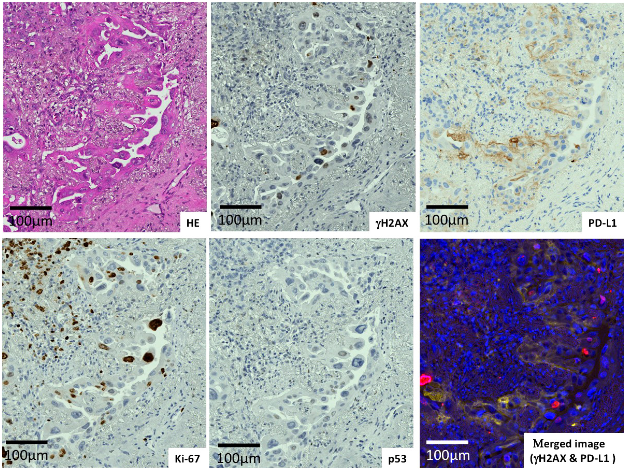 Ijms 23 06679 g002 Ijms 23 06679 g002