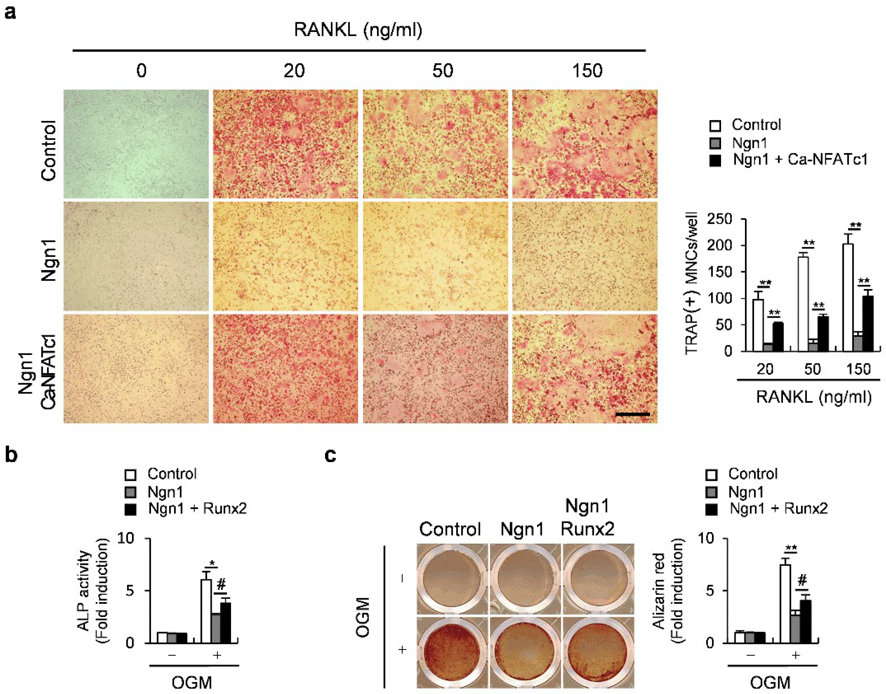 Ijms 23 06708 g004 Ijms 23 06708 g004