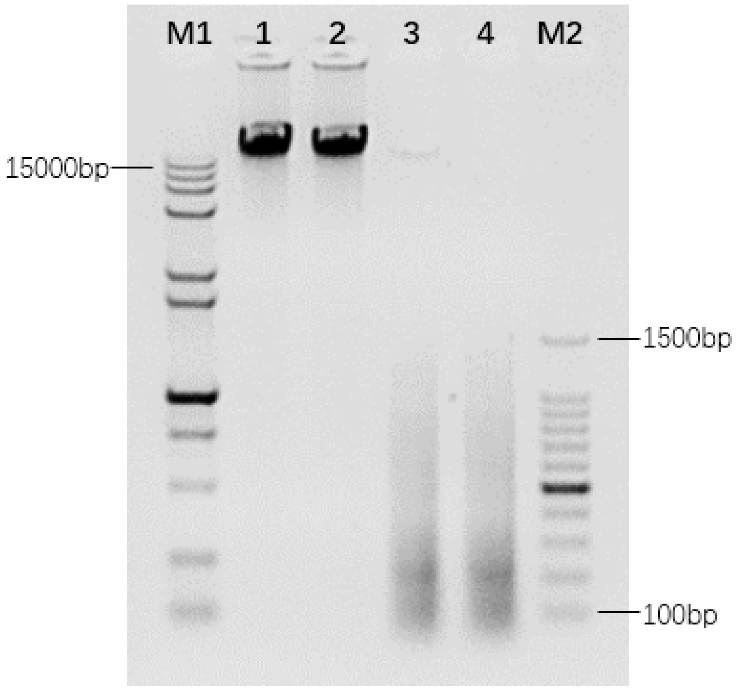 Ijms 23 06726 g001 Ijms 23 06726 g001