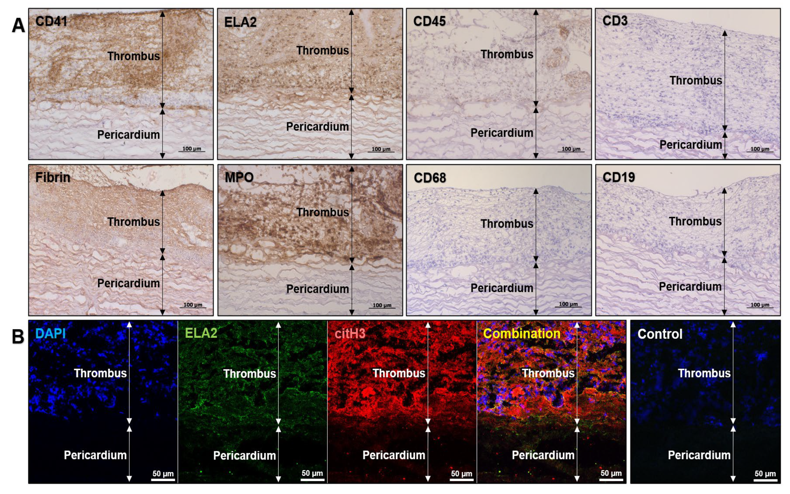 Ijms 23 06736 g003 Ijms 23 06736 g003