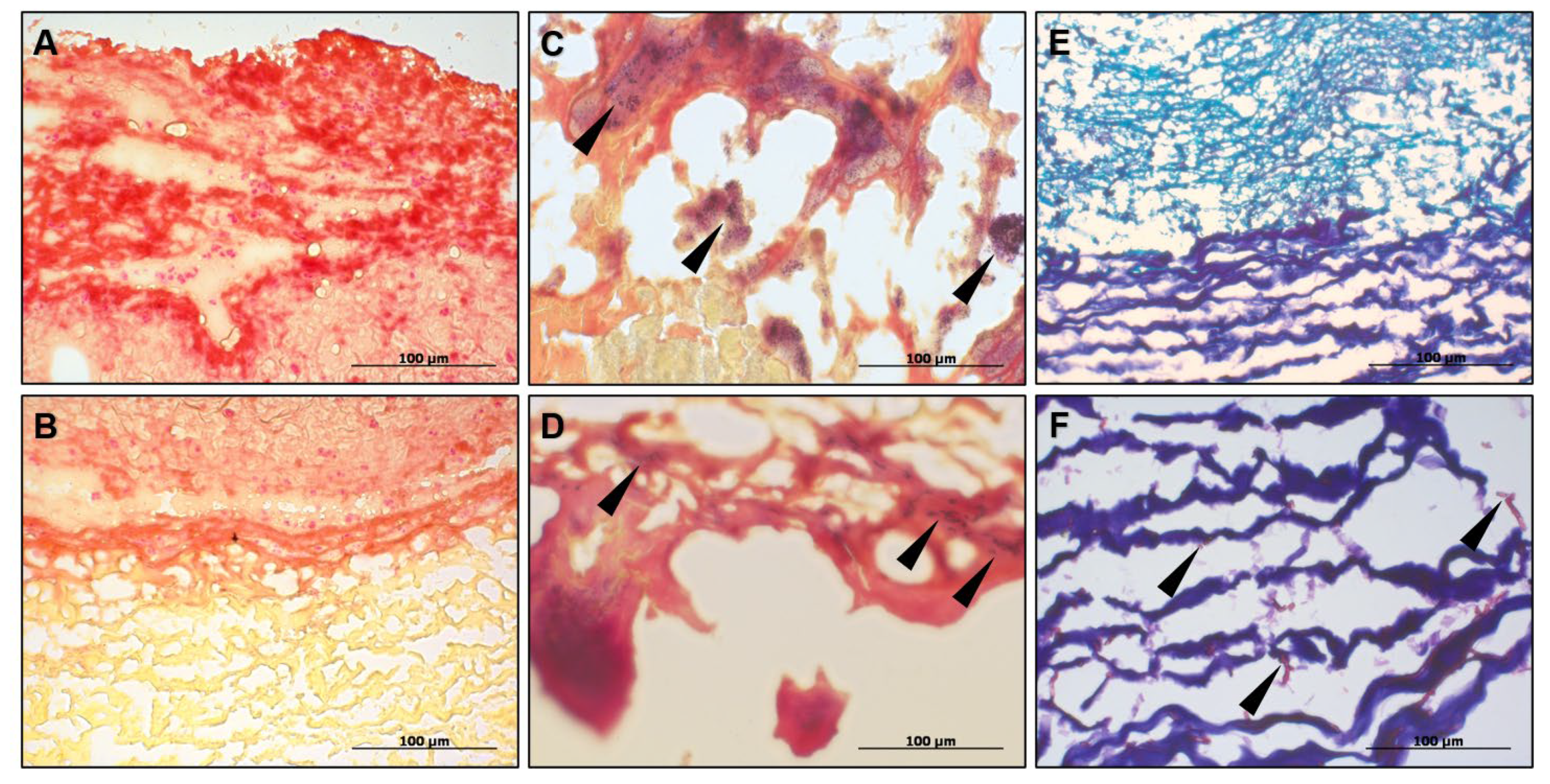 Ijms 23 06736 g005 Ijms 23 06736 g005