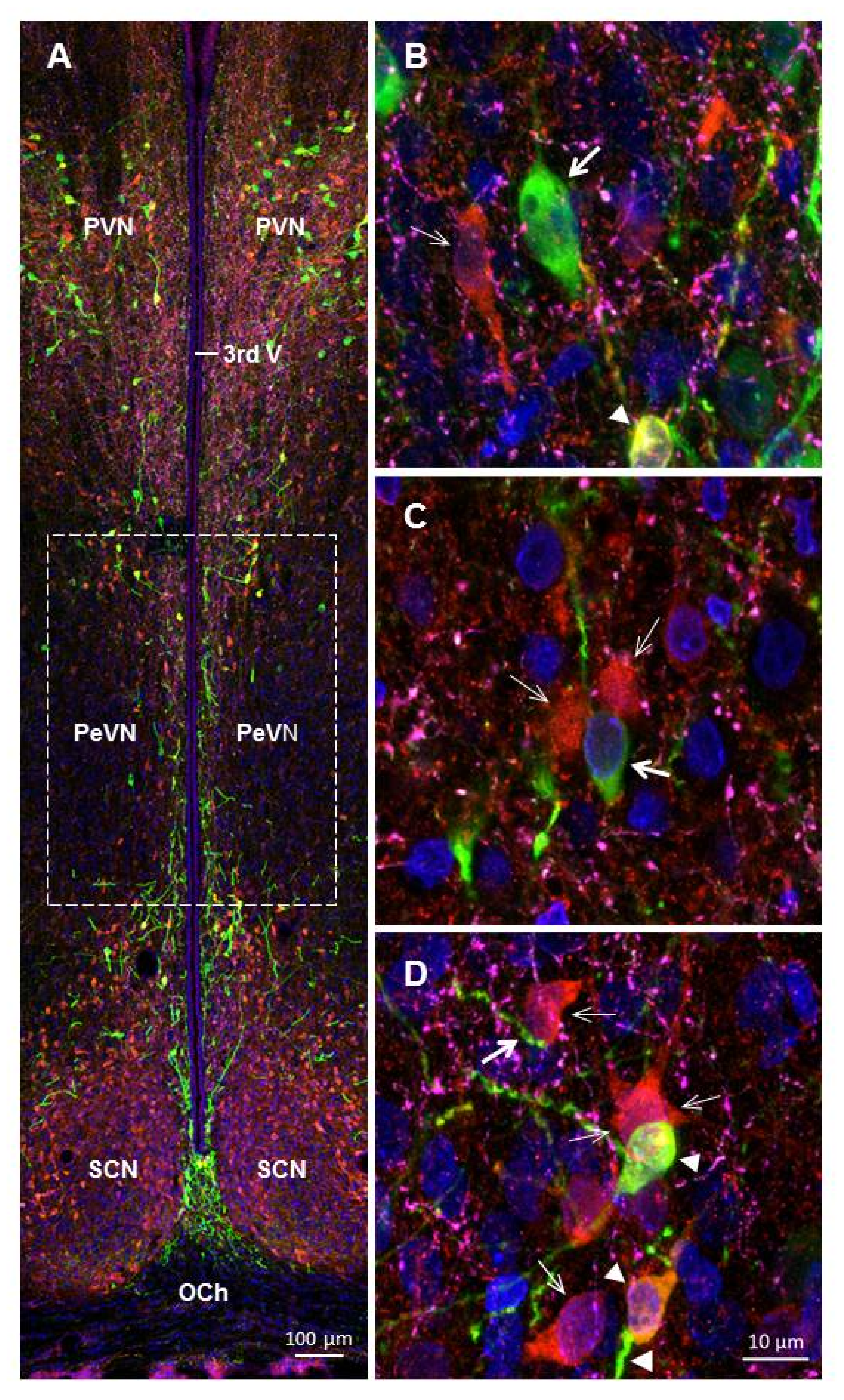 Ijms 23 06739 g003 Ijms 23 06739 g003