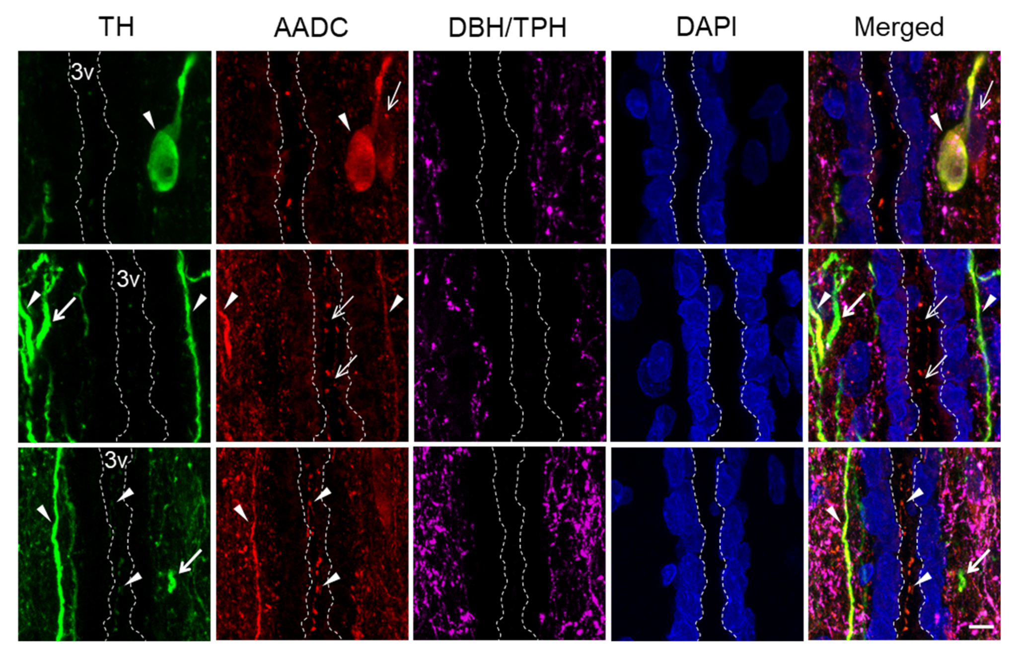 Ijms 23 06739 g005 Ijms 23 06739 g005