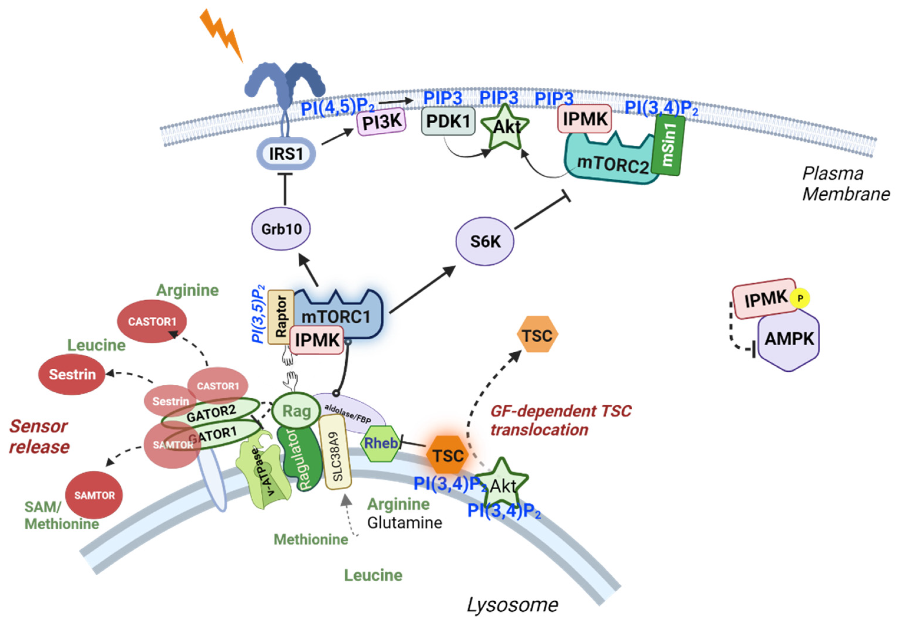 IJMS | Free Full-Text | The Inositol Phosphate System—A Coordinator Of ...