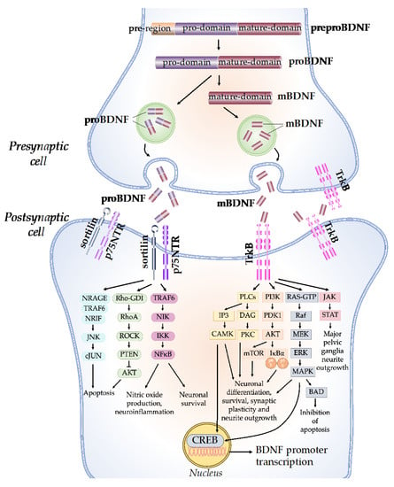 Neuro LIFE Institute - Did you know that Brain Derived Neurotrophic Factors  (BDNP) are proteins that help with the development (differentiation) and  protection of brain cells in many cases? Linker R, Gold