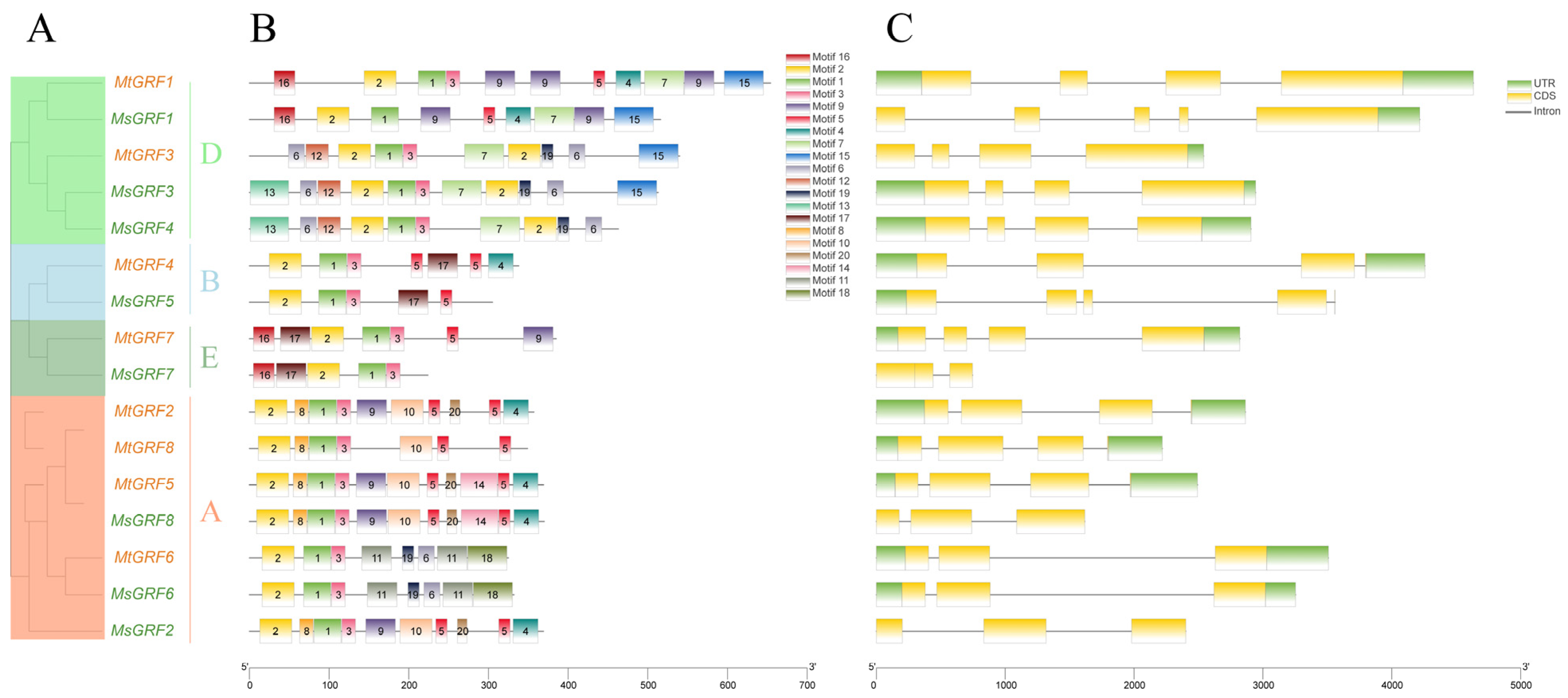 IJMS | Free Full-Text | Genome-Wide Identification and Characterization ...
