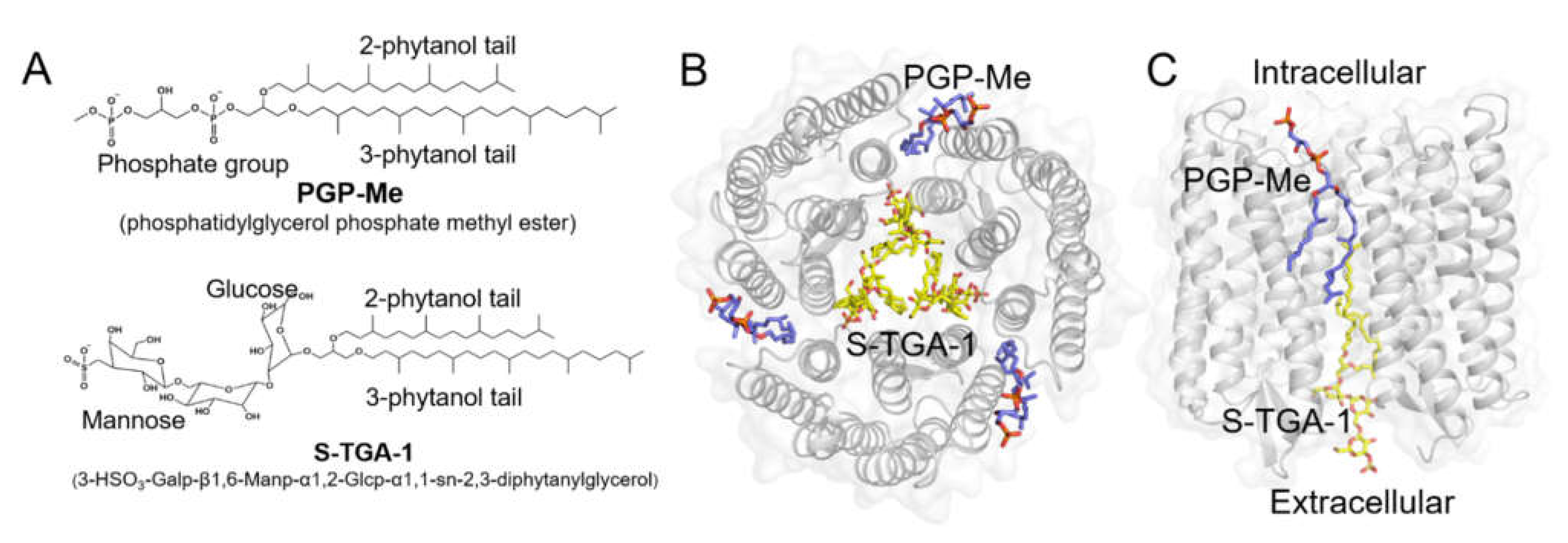 IJMS | Free Full-Text | Archaeal Lipids Regulating the Trimeric Structure  Dynamics of Bacteriorhodopsin for Efficient Proton Release and Uptake