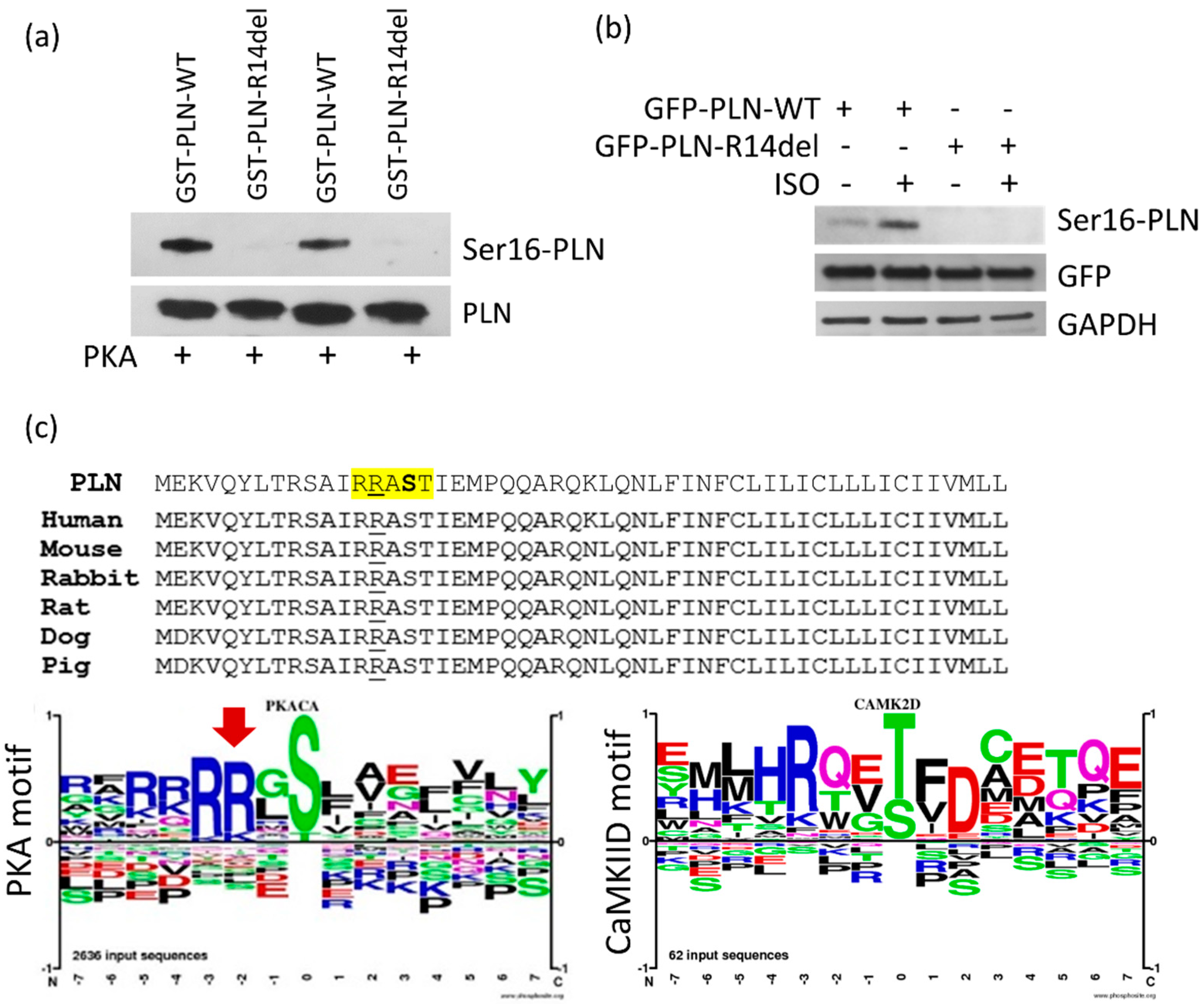 Ijms 23 06947 g004 Ijms 23 06947 g004