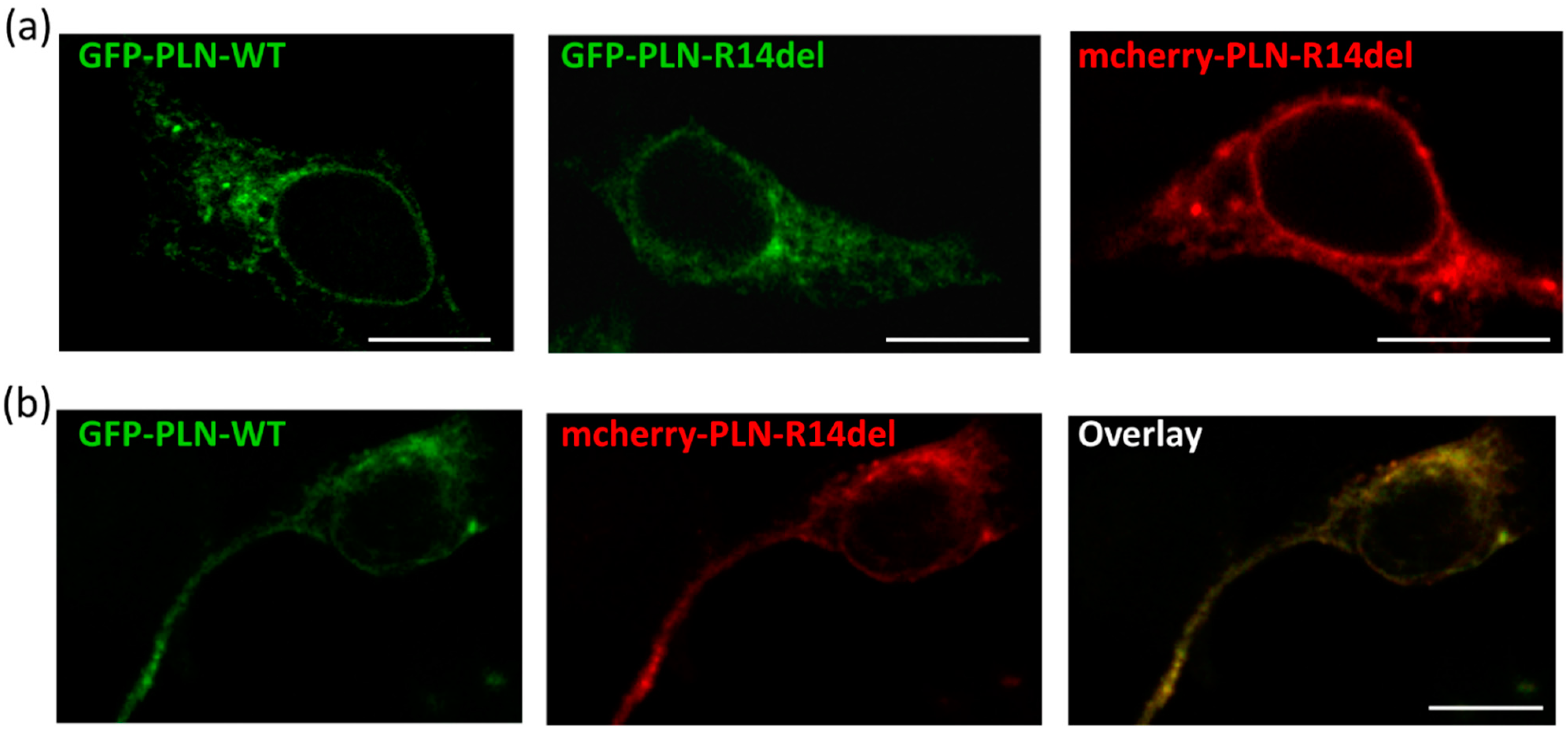Ijms 23 06947 g005 Ijms 23 06947 g005