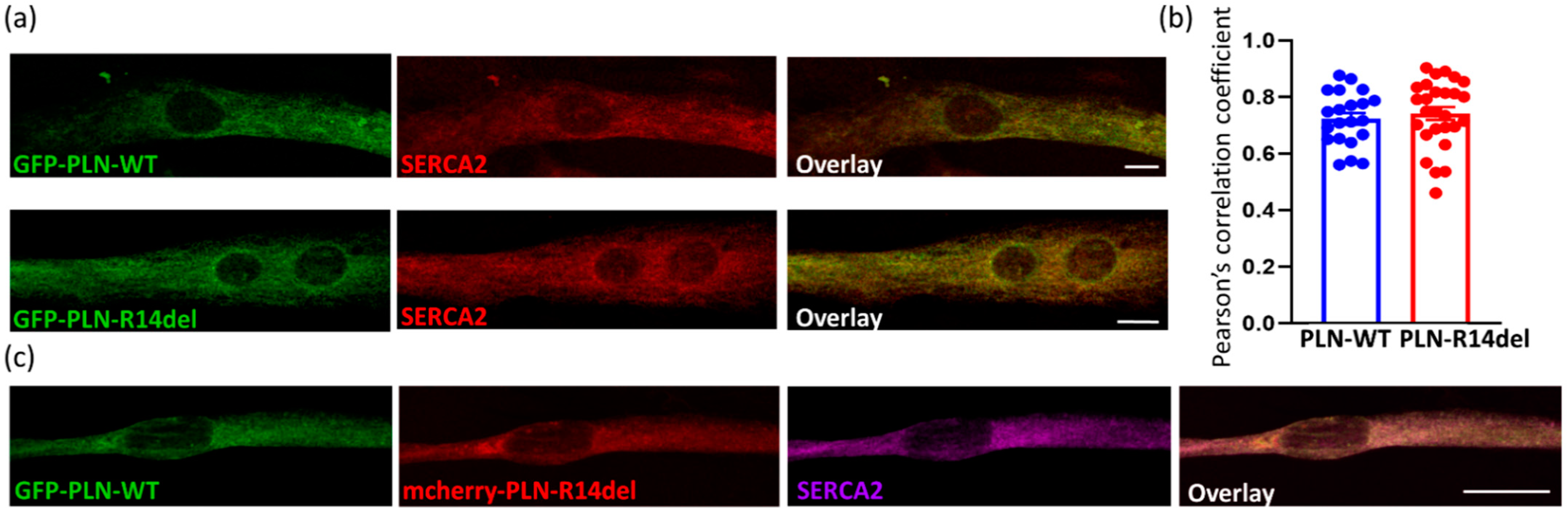 Ijms 23 06947 g006 Ijms 23 06947 g006