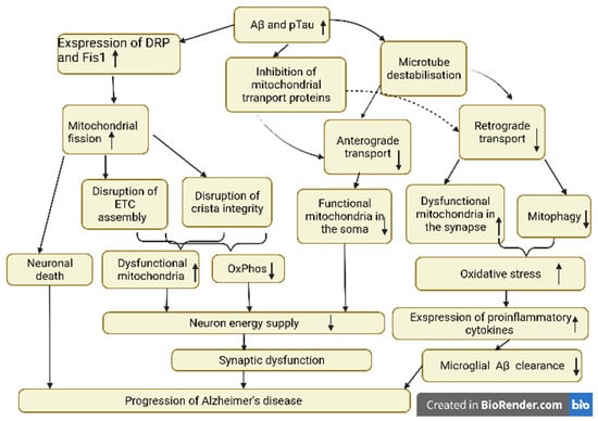 IJMS | Free Full-Text | Role of Impaired Mitochondrial Dynamics ...