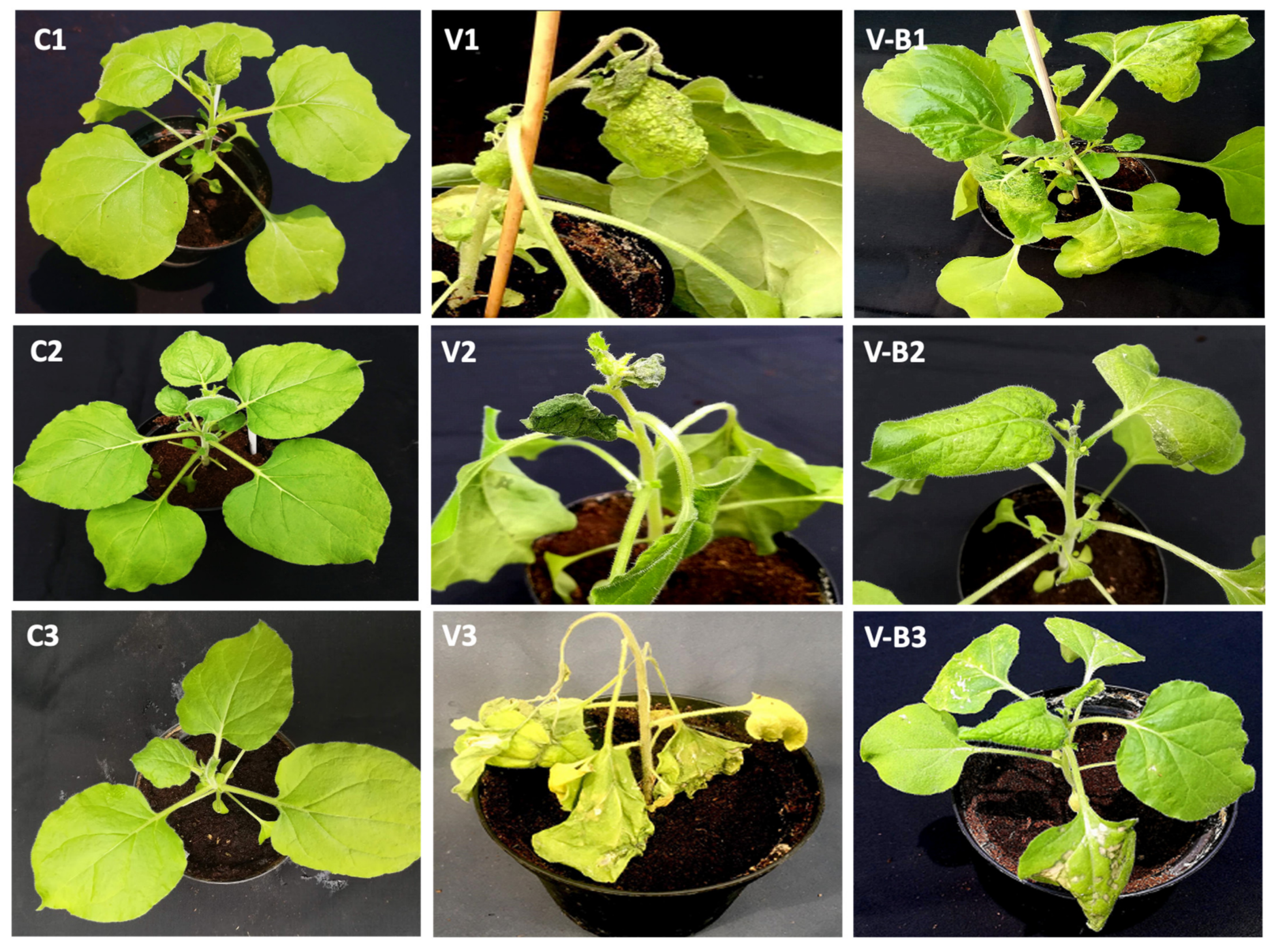 Ijms 23 06990 g004a Ijms 23 06990 g004a