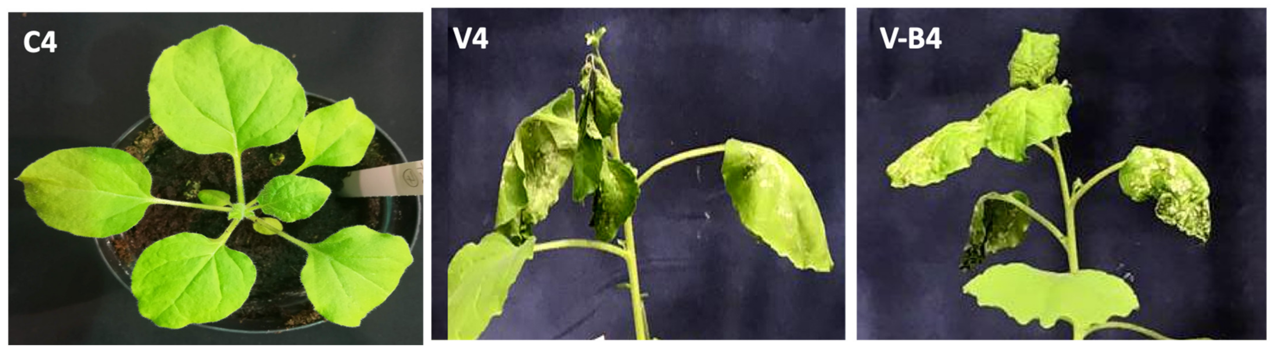 Ijms 23 06990 g004b Ijms 23 06990 g004b