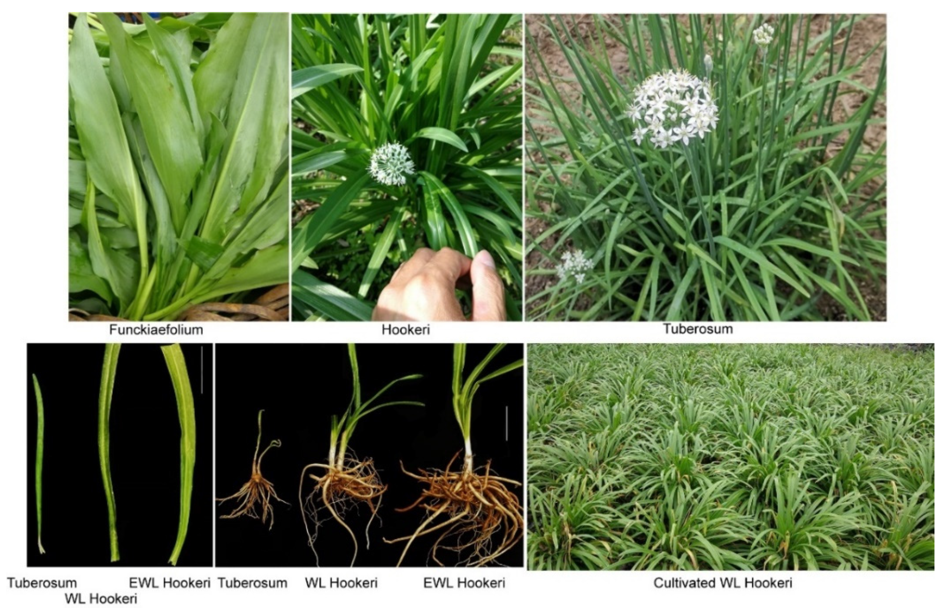 IJMS | Free Full-Text | Biosynthesis and Metabolism of Garlic Odor  Compounds in Cultivated Chinese Chives (Allium tuberosum) and Wild Chinese  Chives (Allium hookeri)