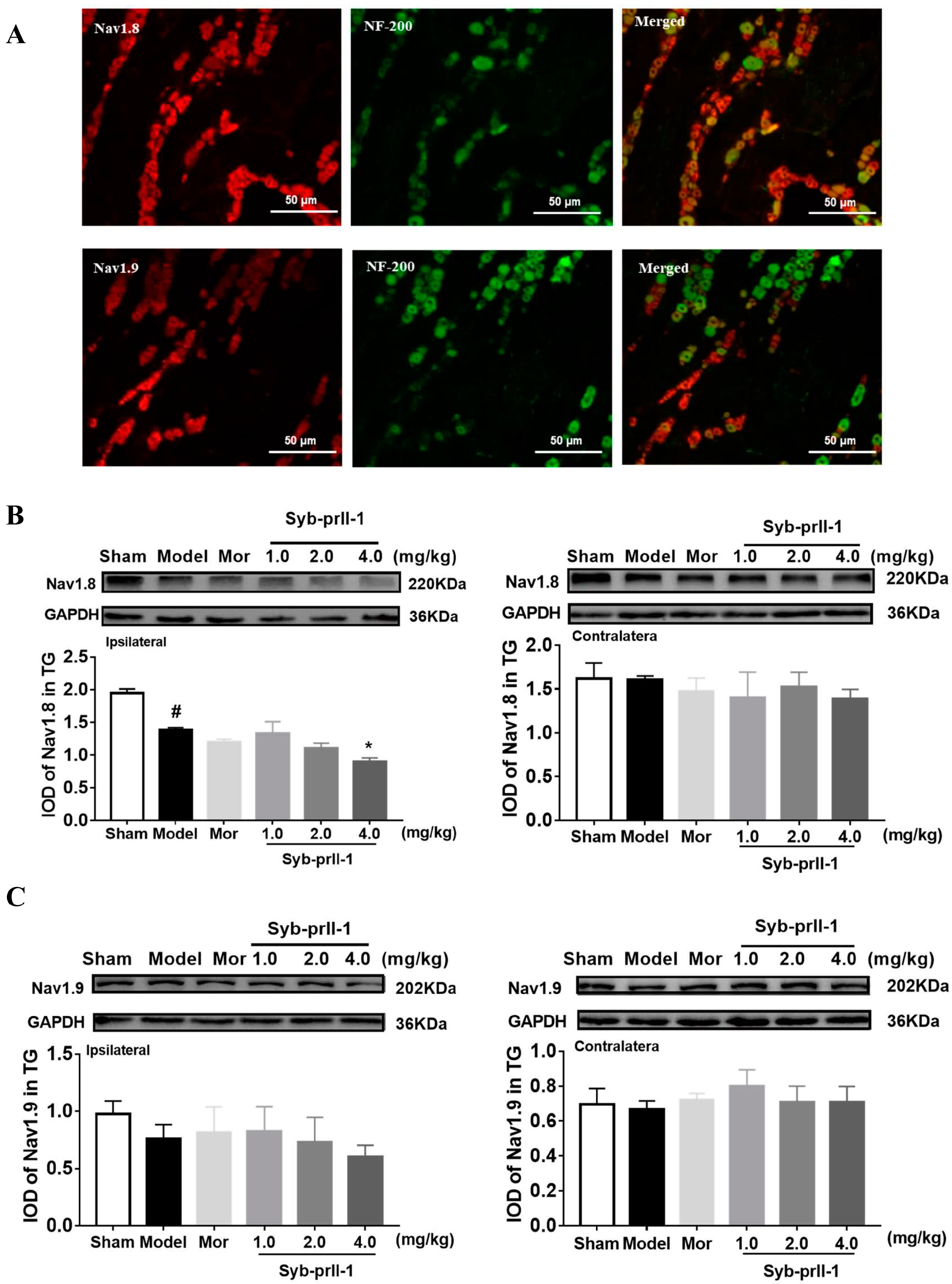Ijms 23 07065 g003 Ijms 23 07065 g003
