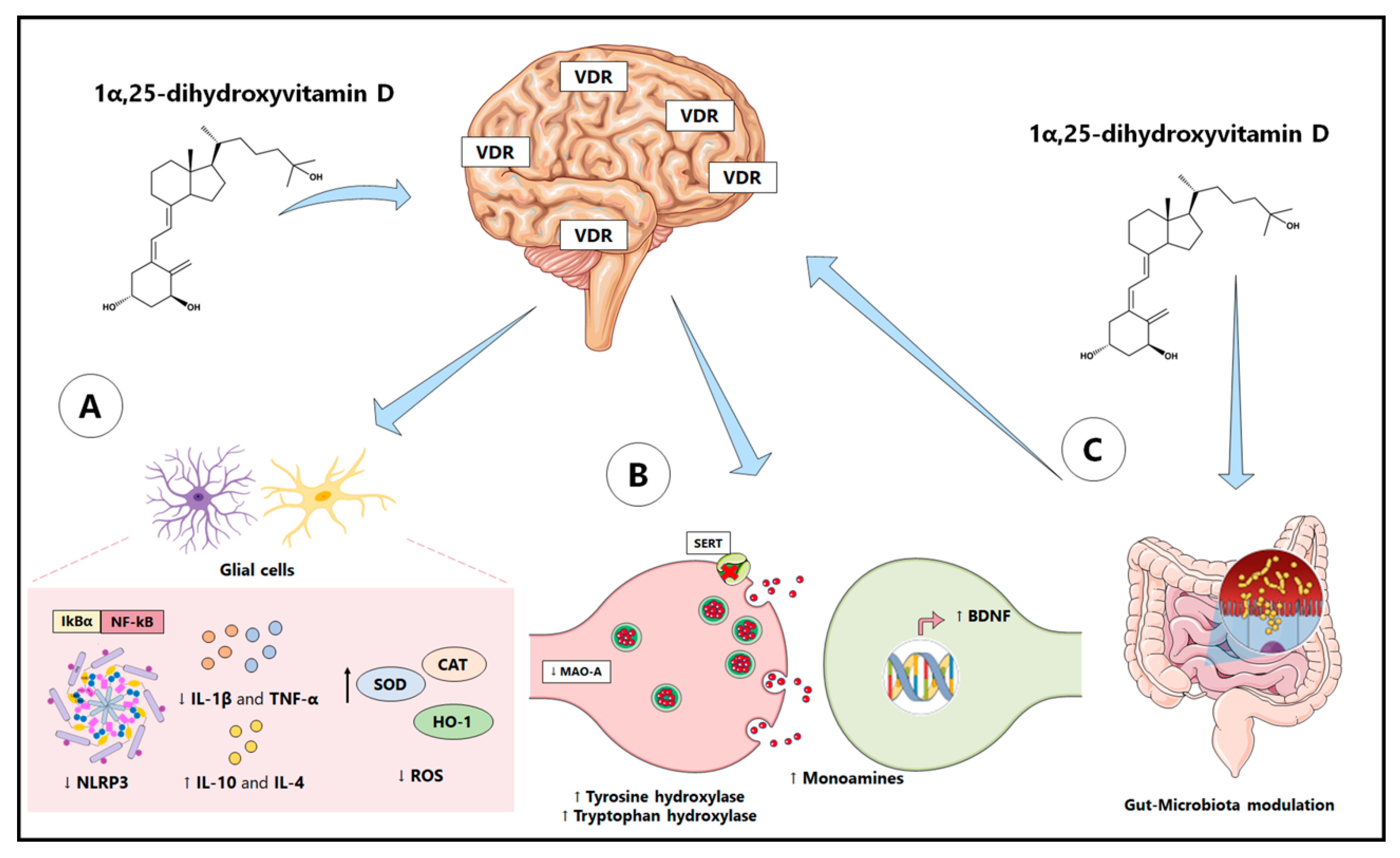IJMS | Free Full-Text | Molecular Basis Underlying the Therapeutic  Potential of Vitamin D for the Treatment of Depression and Anxiety