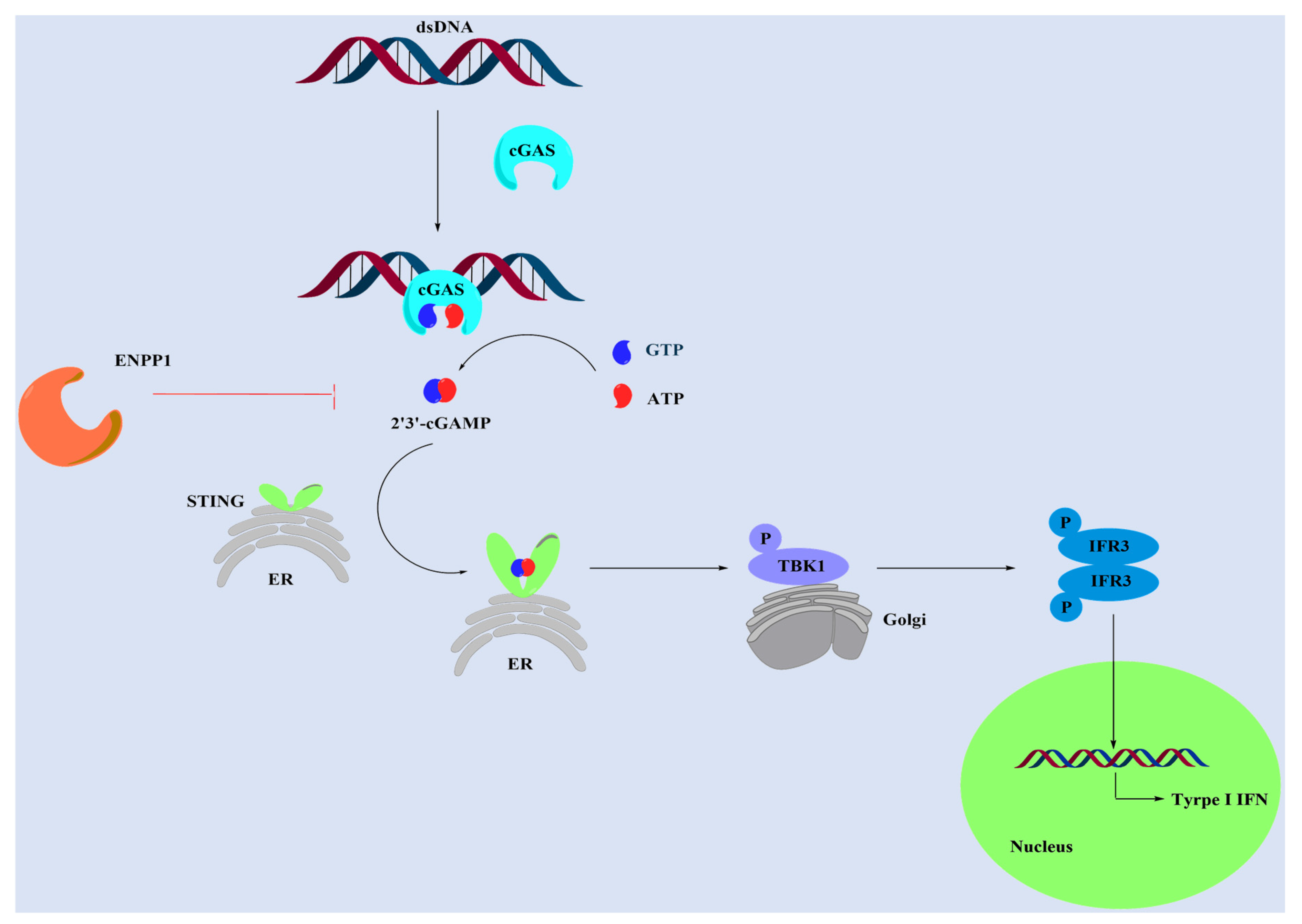 IJMS | Free Full-Text | Development of Novel Ecto-Nucleotide  Pyrophosphatase/Phosphodiesterase 1 (ENPP1) Inhibitors for Tumor  Immunotherapy