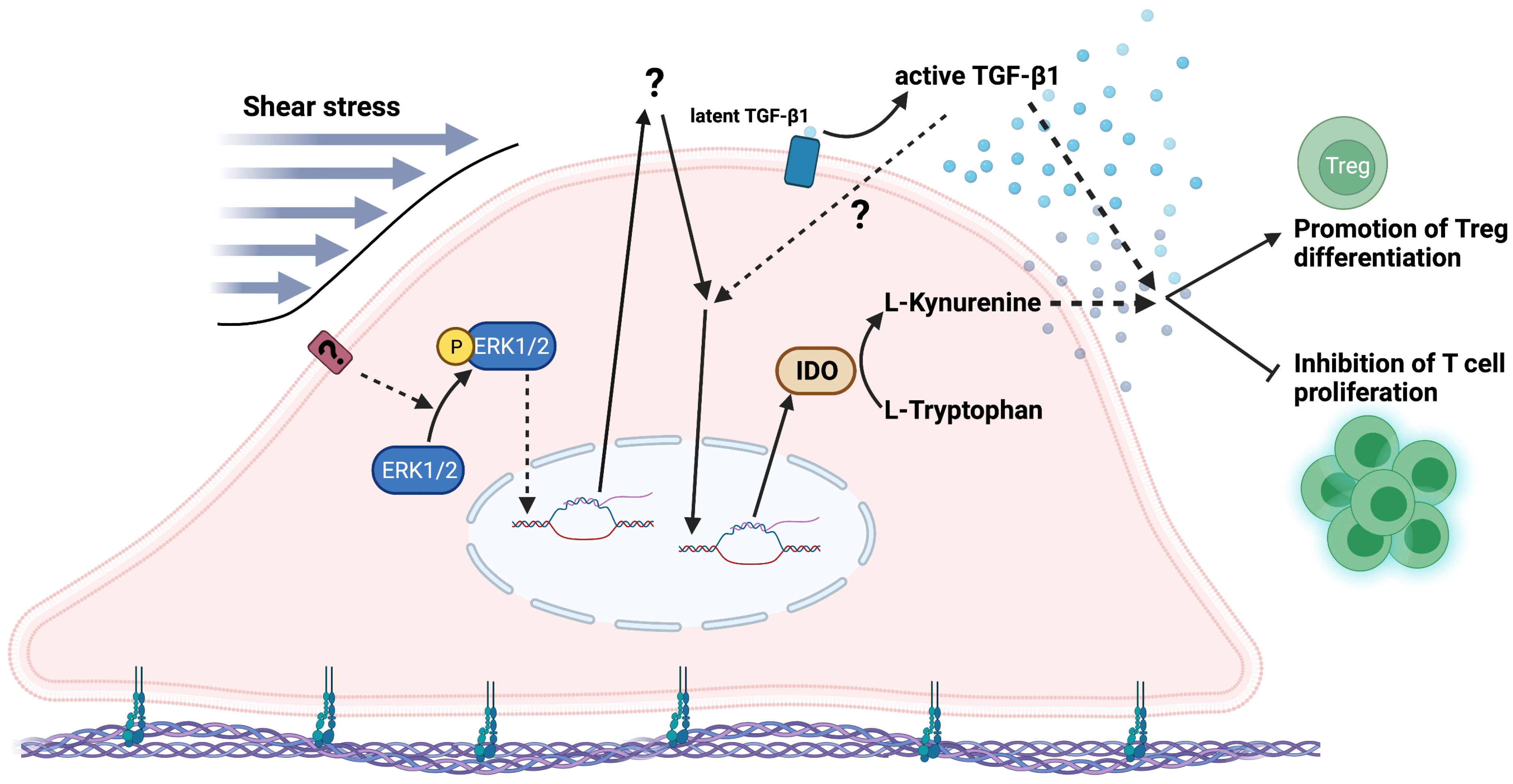 Ijms Free Full Text Shear Stress Enhances The Paracrine Mediated