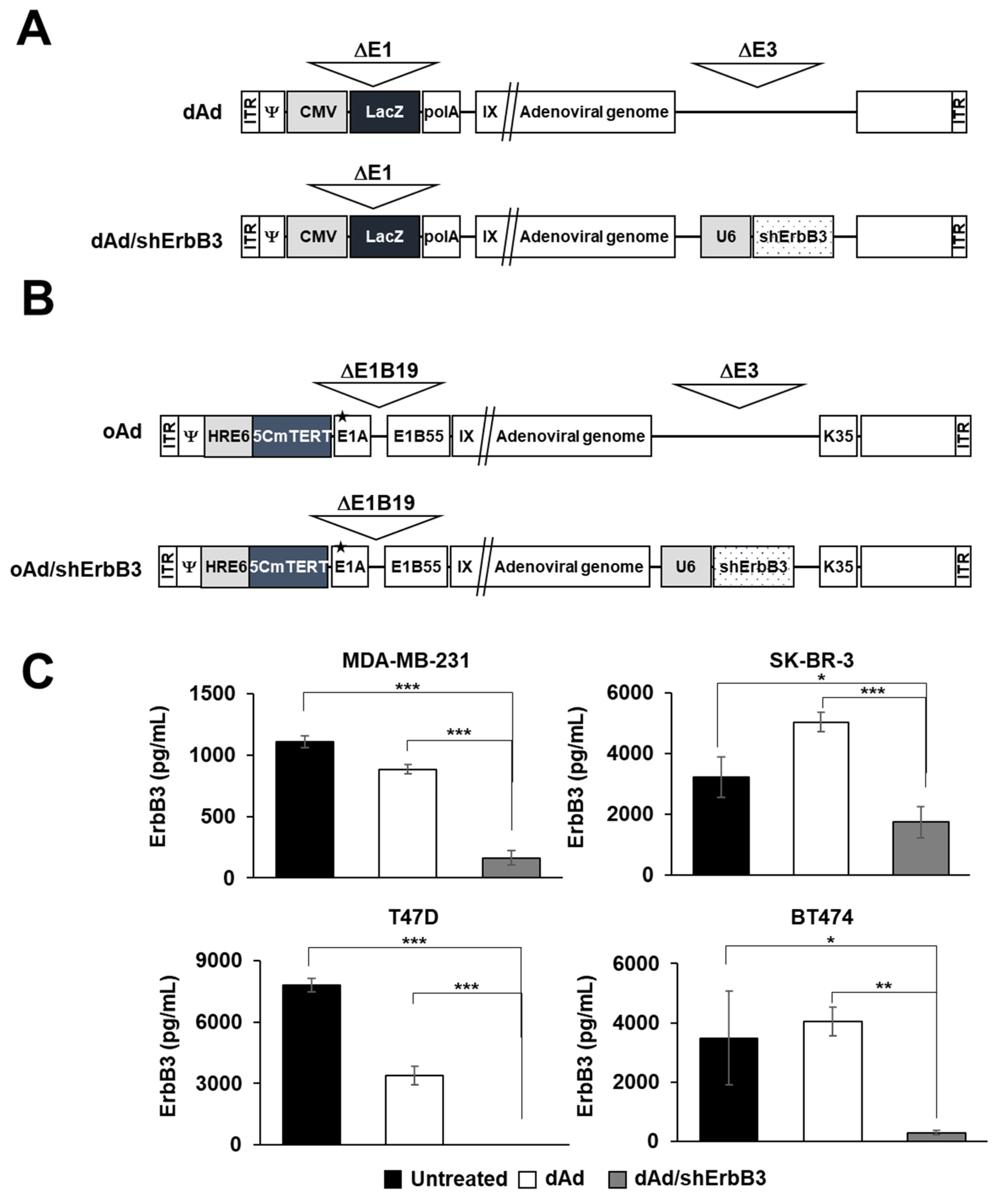 IJMS | Free Full-Text | ErbB3-Targeting Oncolytic Adenovirus Causes Potent  Tumor Suppression by Induction of Apoptosis in Cancer Cells