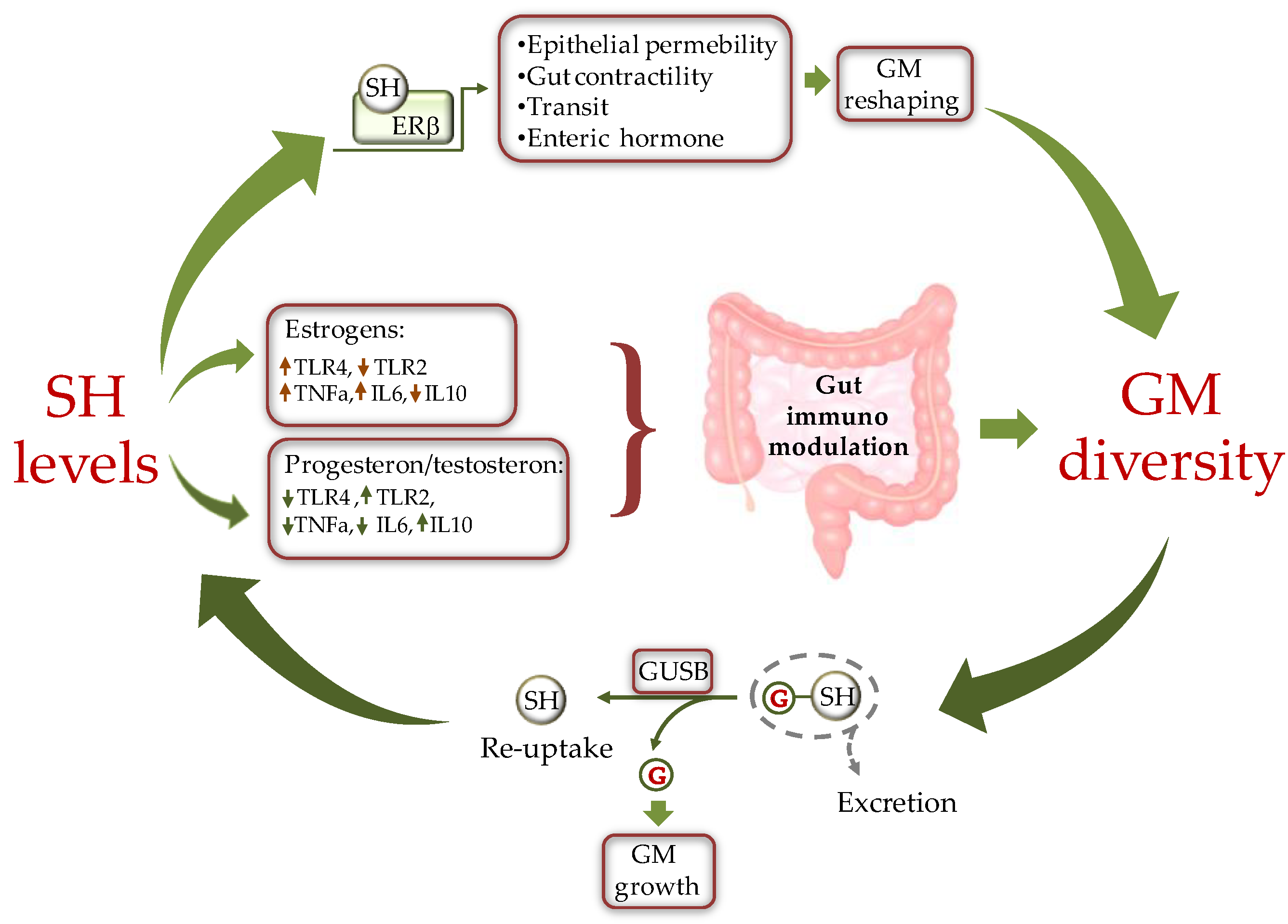 Gut Microbiota And Sex Hormones Encyclopedia Mdpi 4114