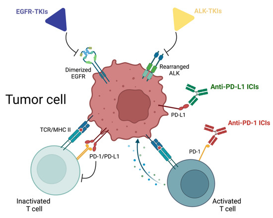 Building a Hub to Catch Lung Cancer Early