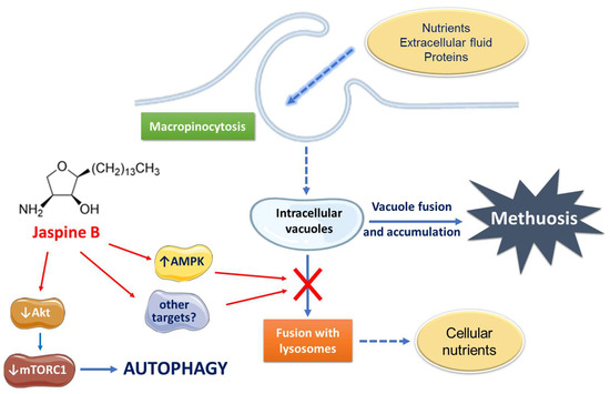 IJMS | Free Full-Text | Methuosis Contributes to Jaspine-B-Induced Cell ...