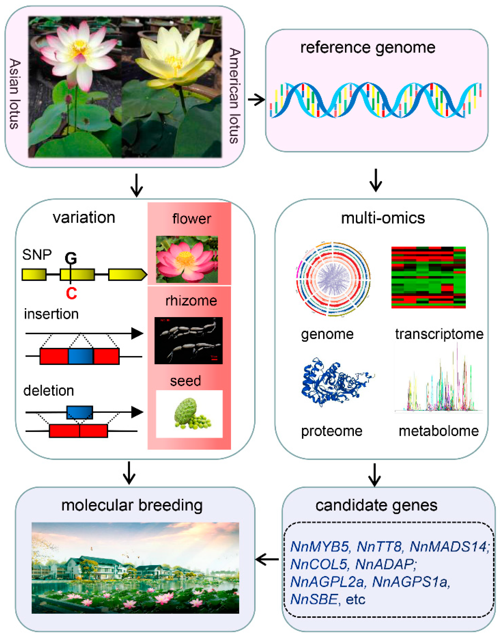 IJMS | Free Full-Text | Studies on Lotus Genomics and the