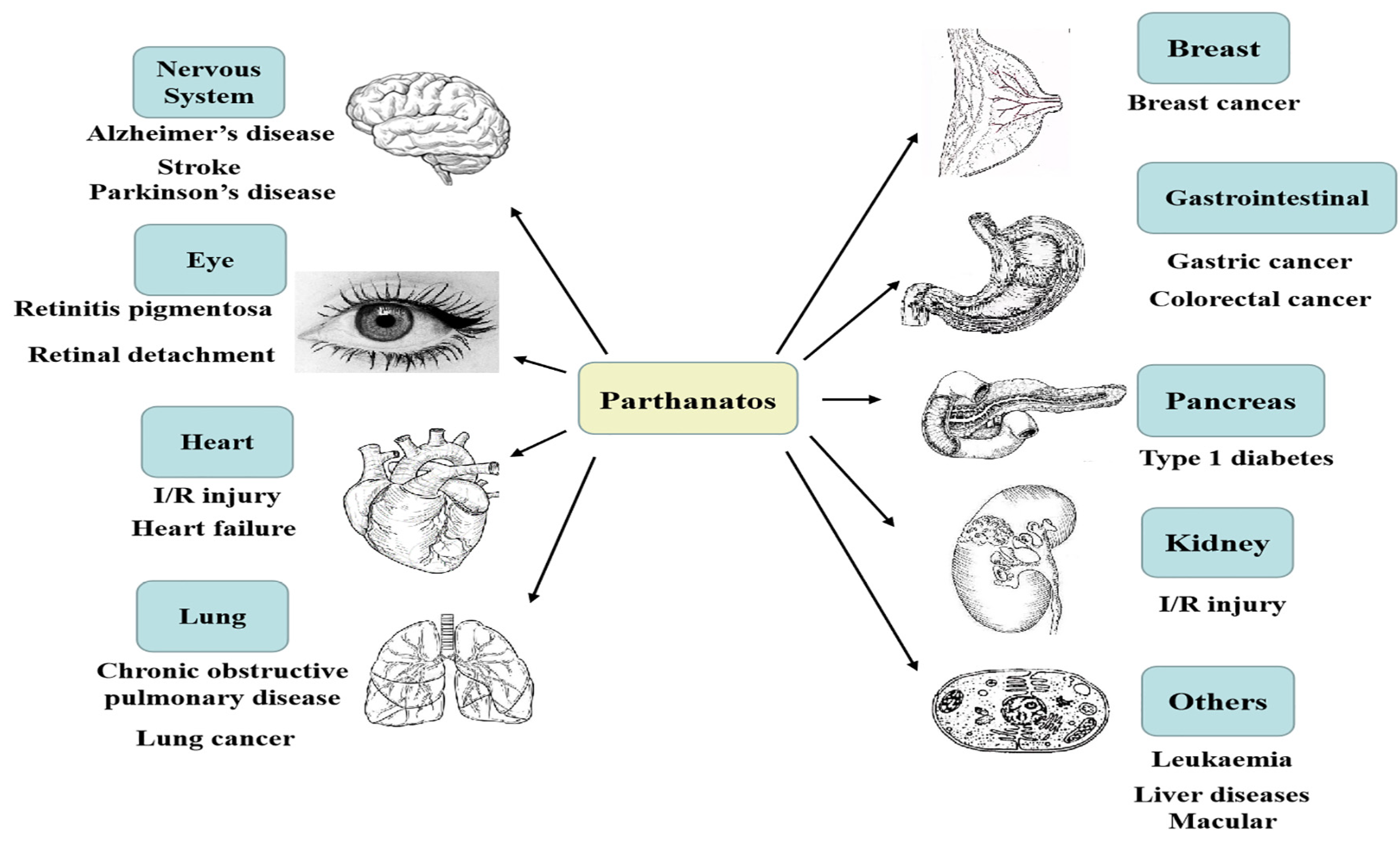 IJMS | Free Full-Text | Molecular Mechanisms of Parthanatos and Its Role in  Diverse Diseases