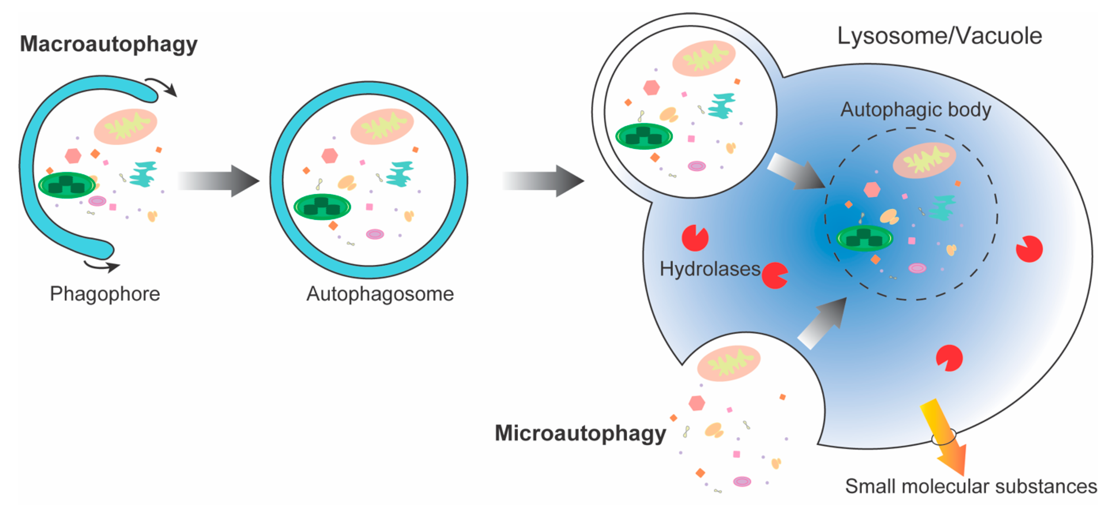 Autophagy and autophagosome formation