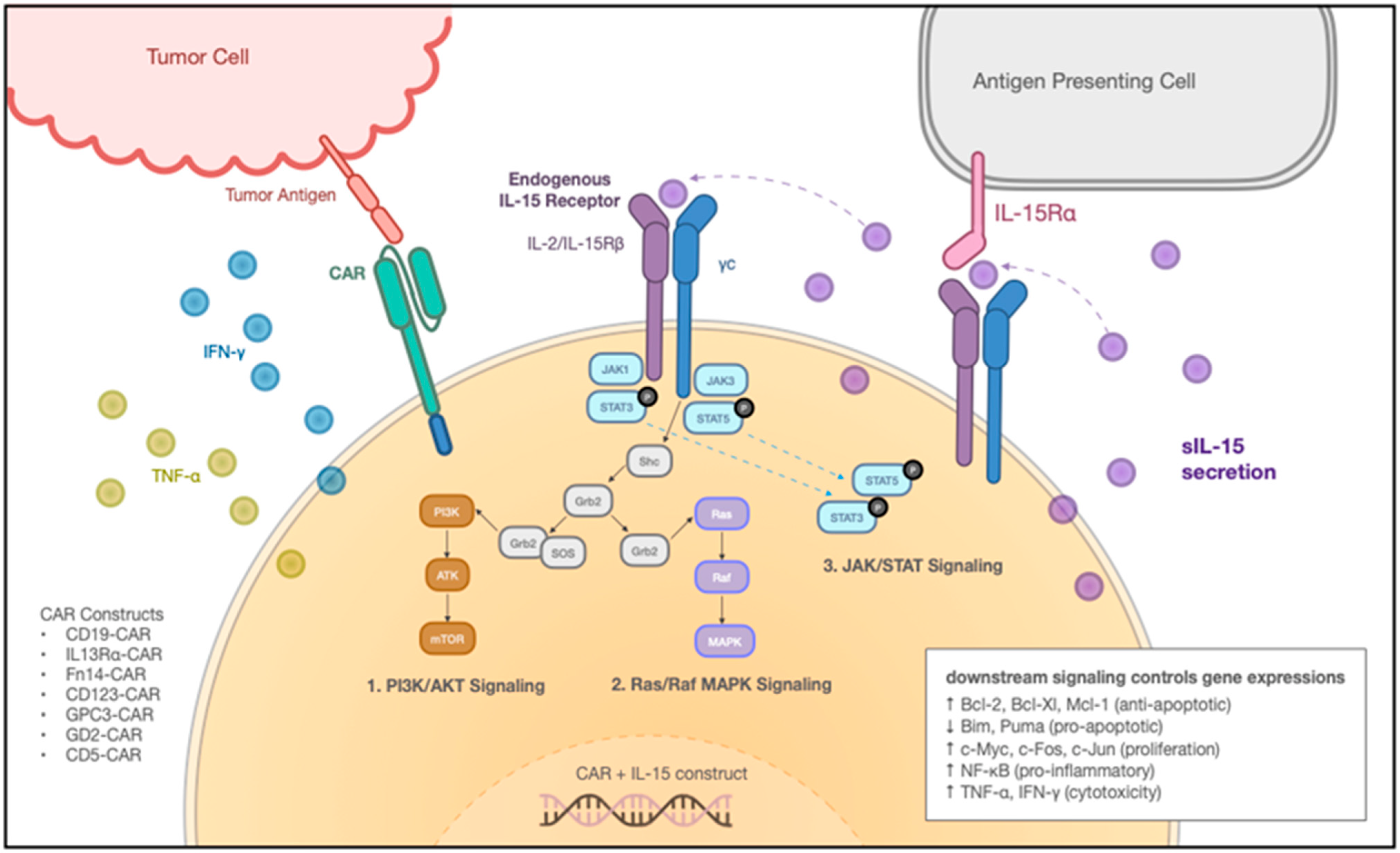 IJMS | Free Full-Text | Interleukin 15 in Cell-Based Cancer Immunotherapy |  HTML