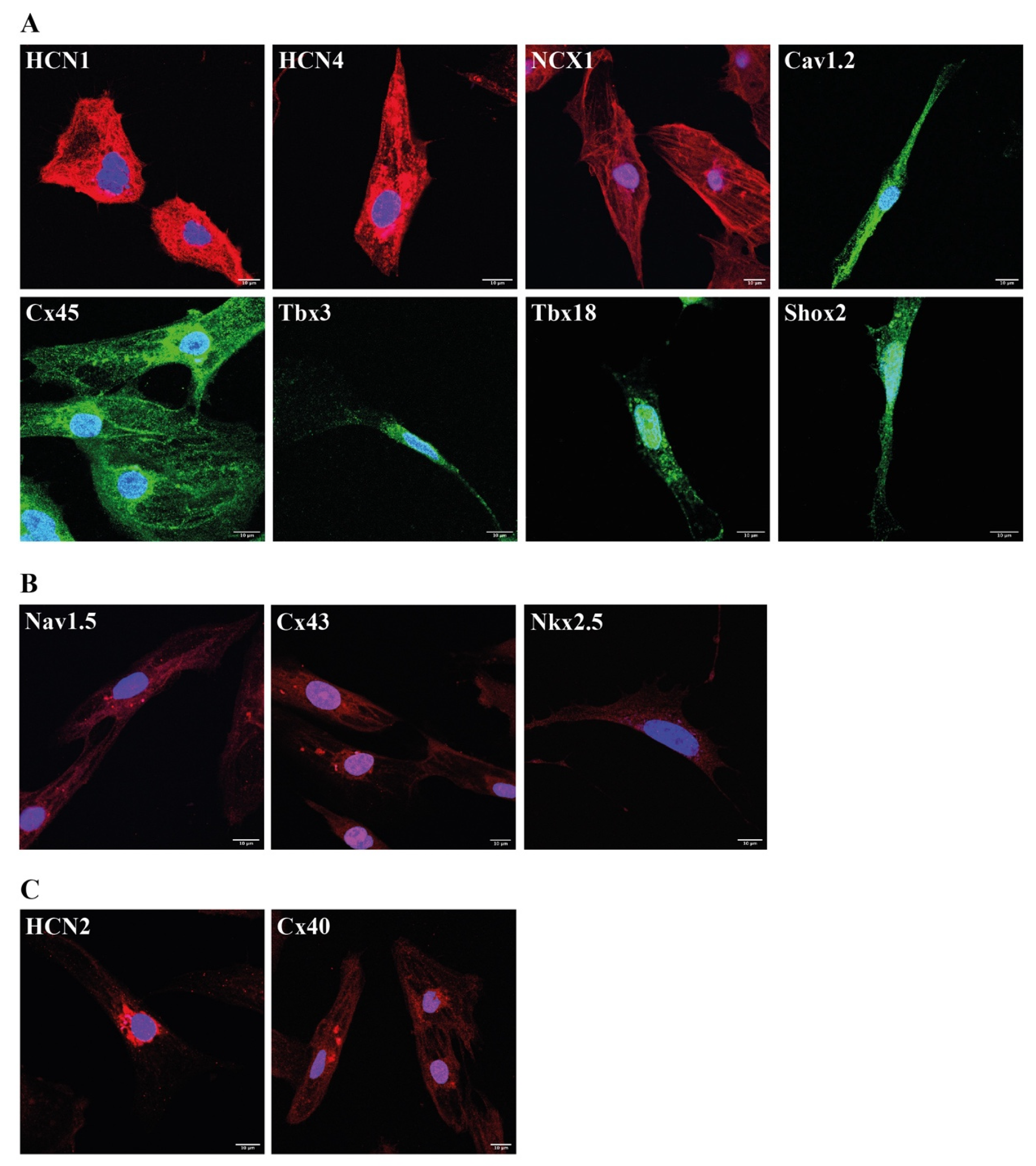 Ijms 23 07318 g005 Ijms 23 07318 g005