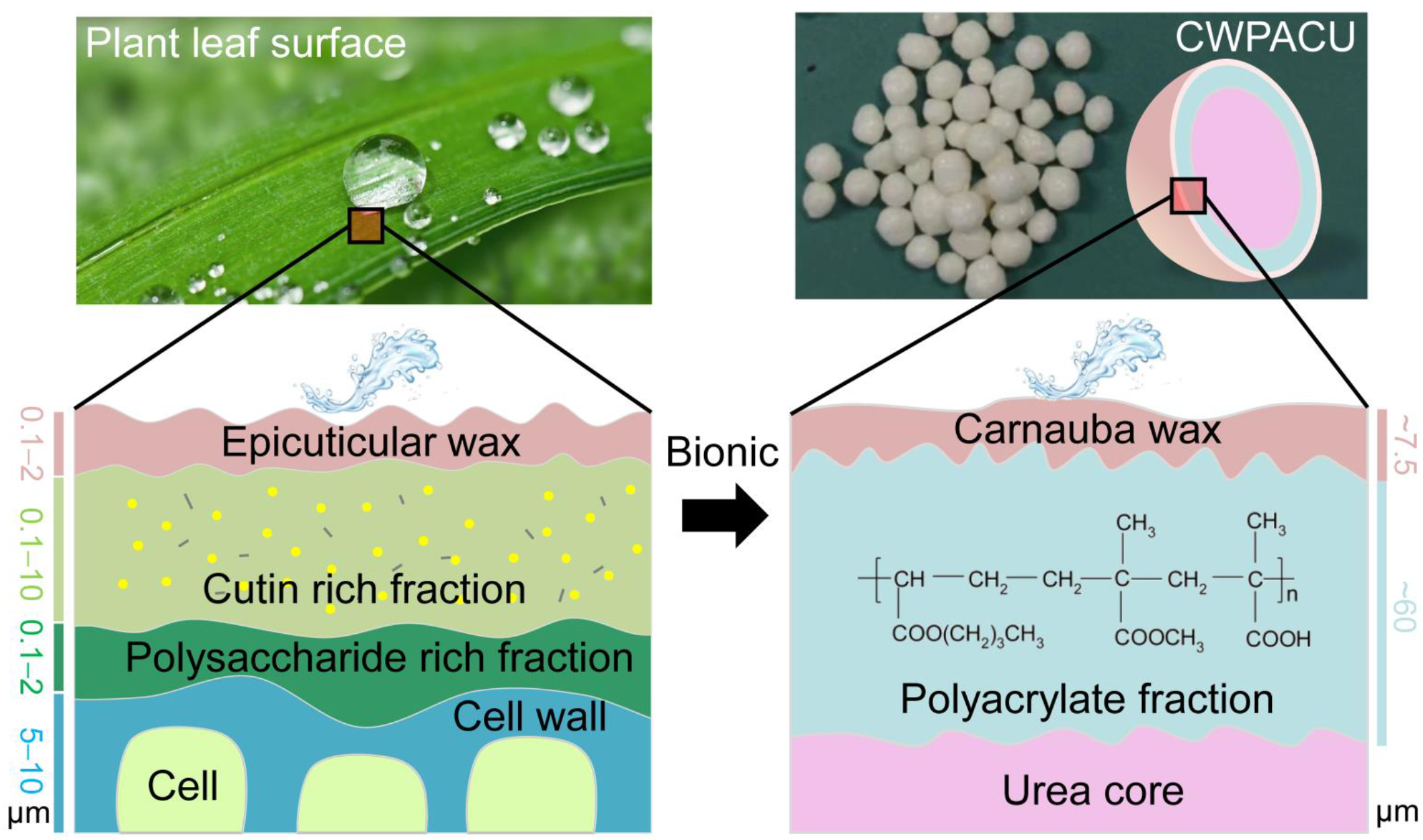 Ijms Free Full Text Biomimetic Modification Of Water Borne Polymer Coating With Carnauba Wax 0845