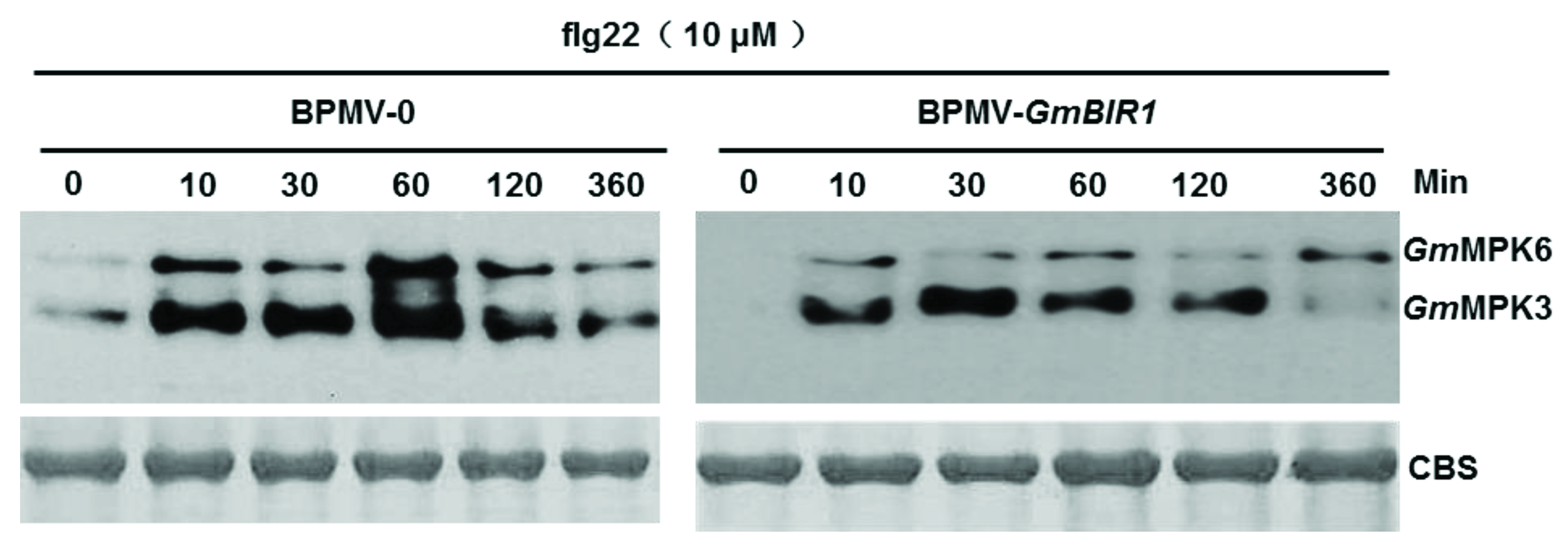 Ijms 23 07450 g005 Ijms 23 07450 g005