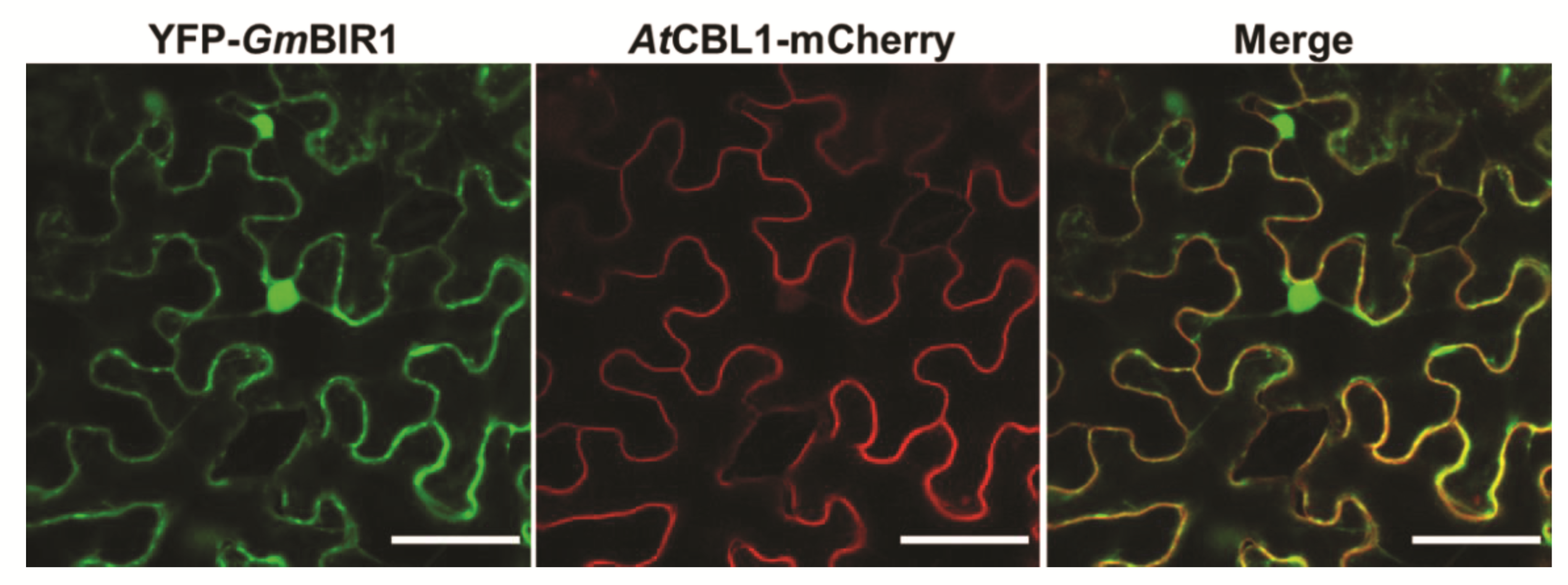 Ijms 23 07450 g006 Ijms 23 07450 g006
